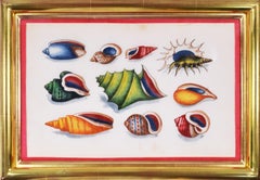 Chinese Export Watercolours on Pith Paper, set of twelve Shells