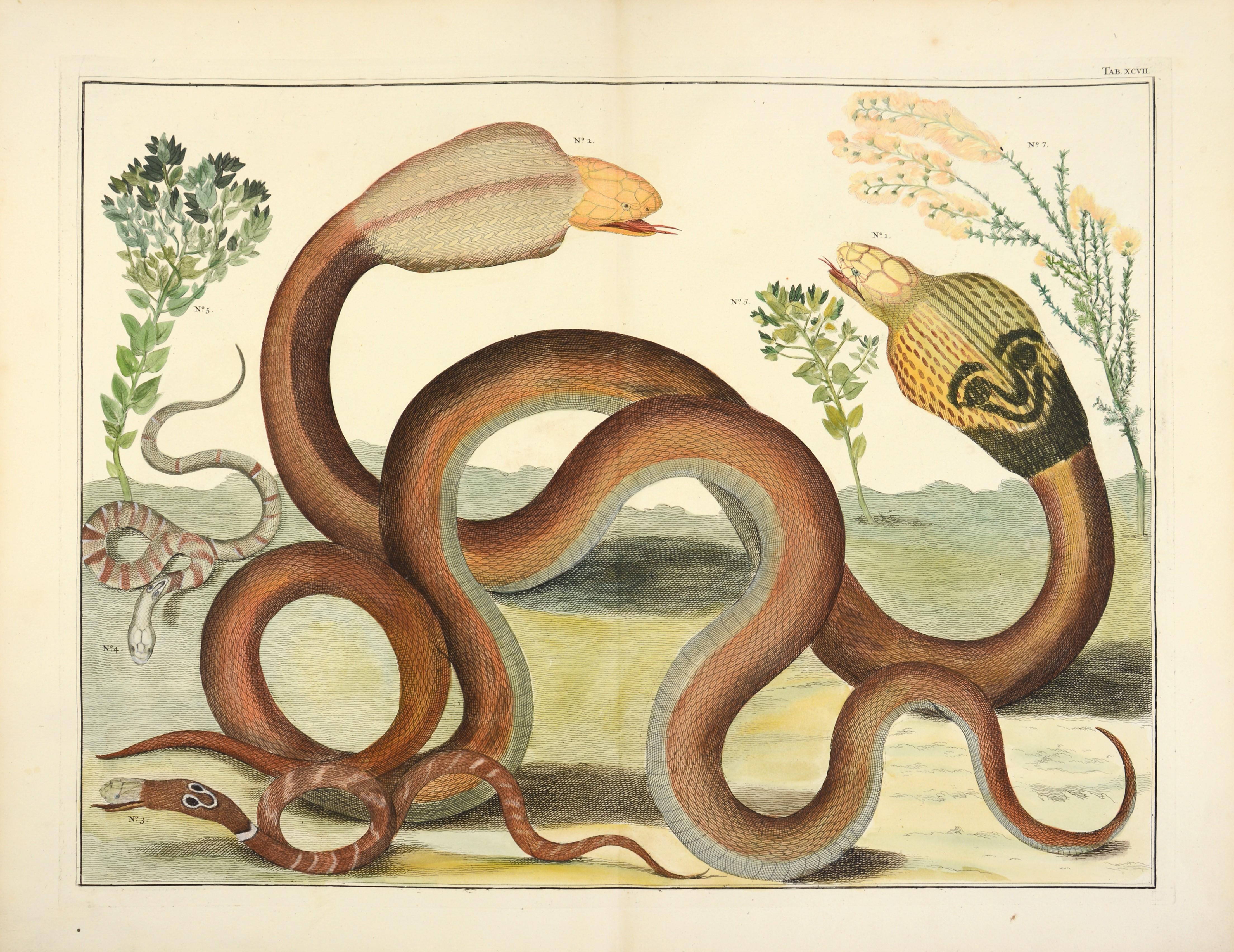 Albertus Seba, Snakes,  - Art by [SEBA, Albertus].