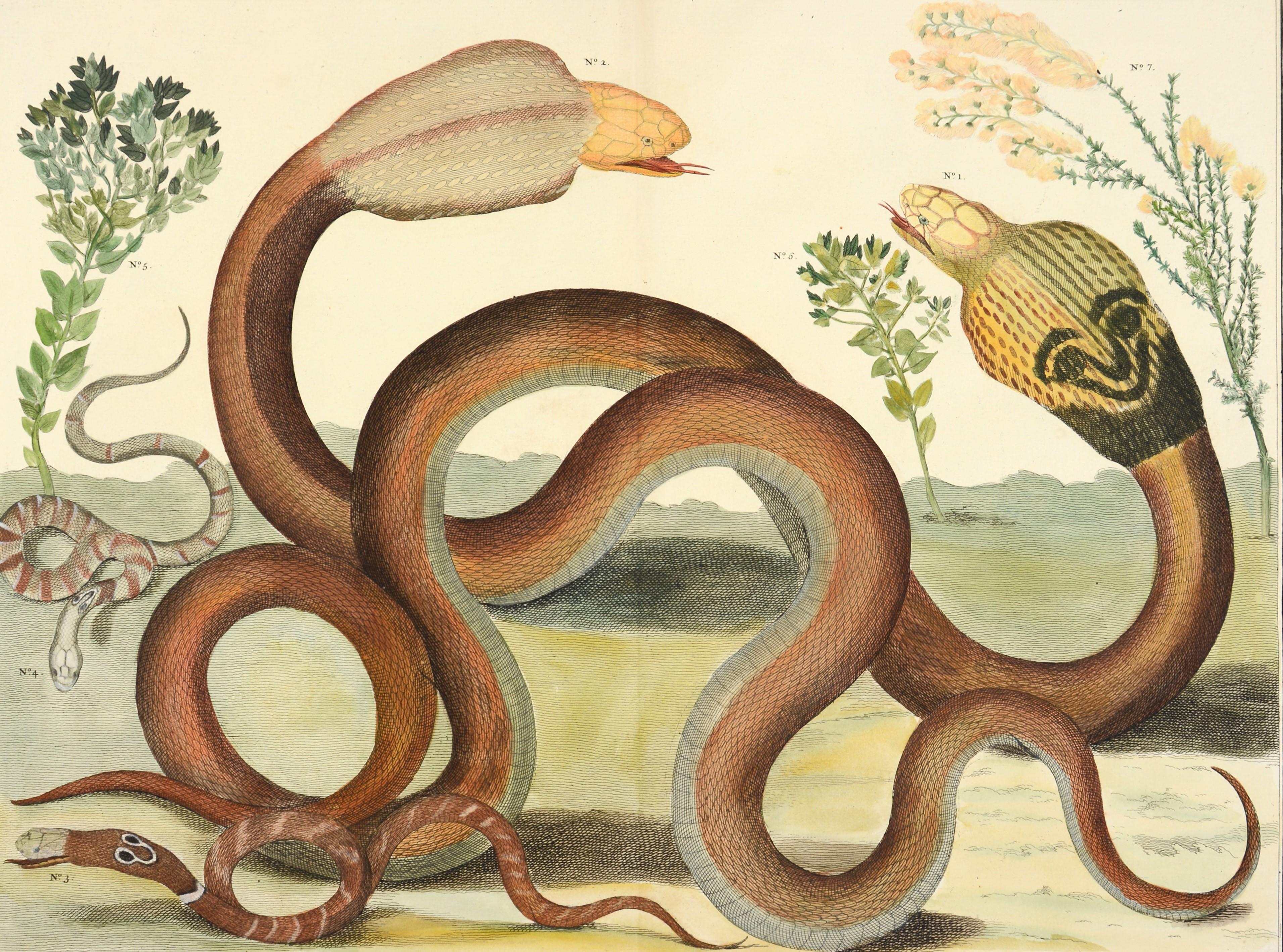[SEBA, Albertus]. Animal Art - Albertus Seba, Snakes, 