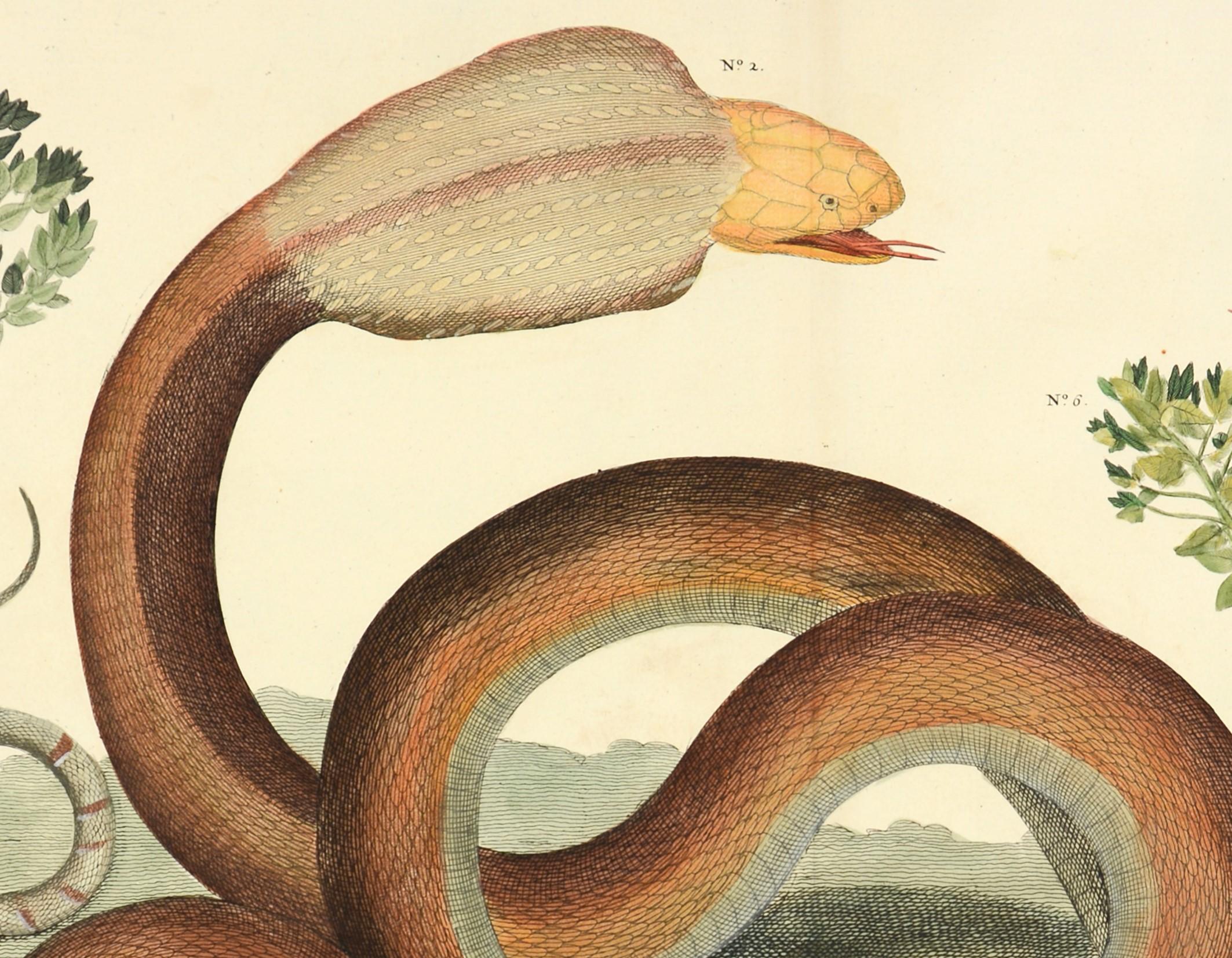 Albertus Seba, Snakes,  - Naturalistic Art by [SEBA, Albertus].