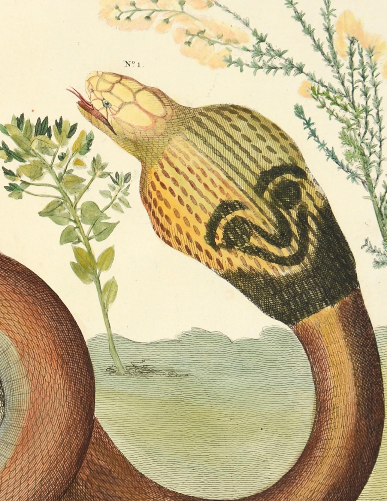 Albertus Seba, Snakes,  - Beige Animal Art by [SEBA, Albertus].