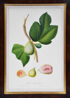 Antique Giorgio Gallesio, Set of Six Figs, 1817