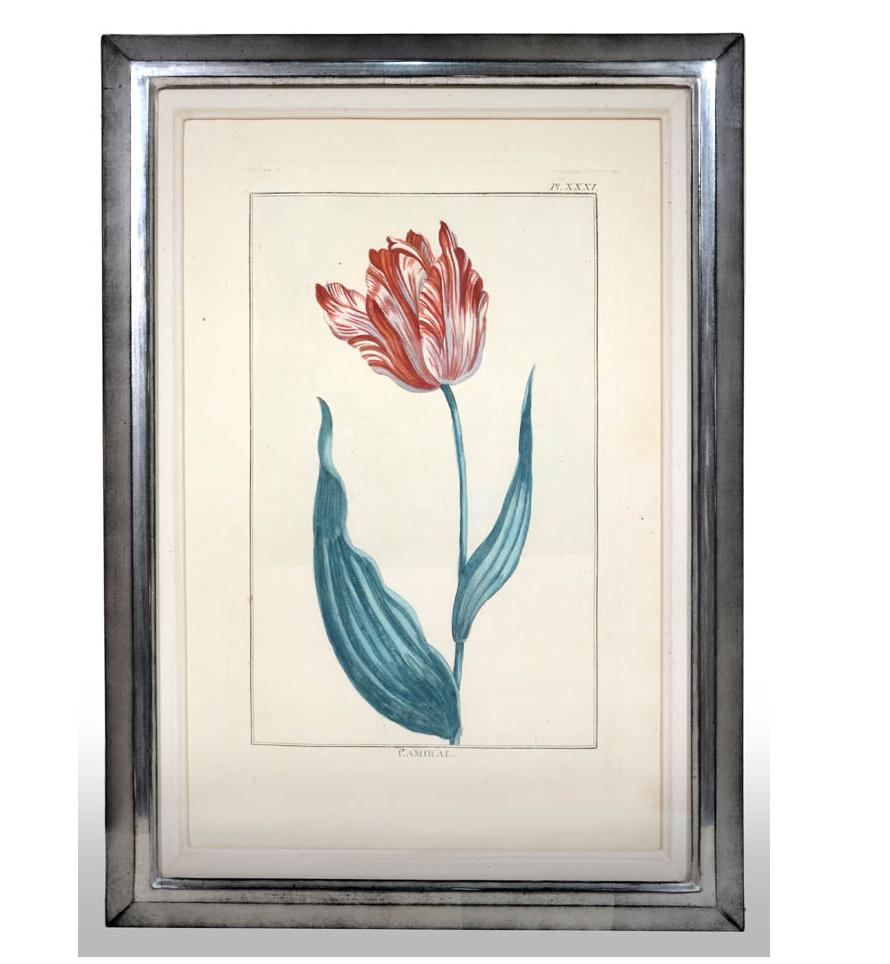Pierre Joseph Buchoz, A set of 6 Tulips, Engraved hand-colored plates, 1781 1