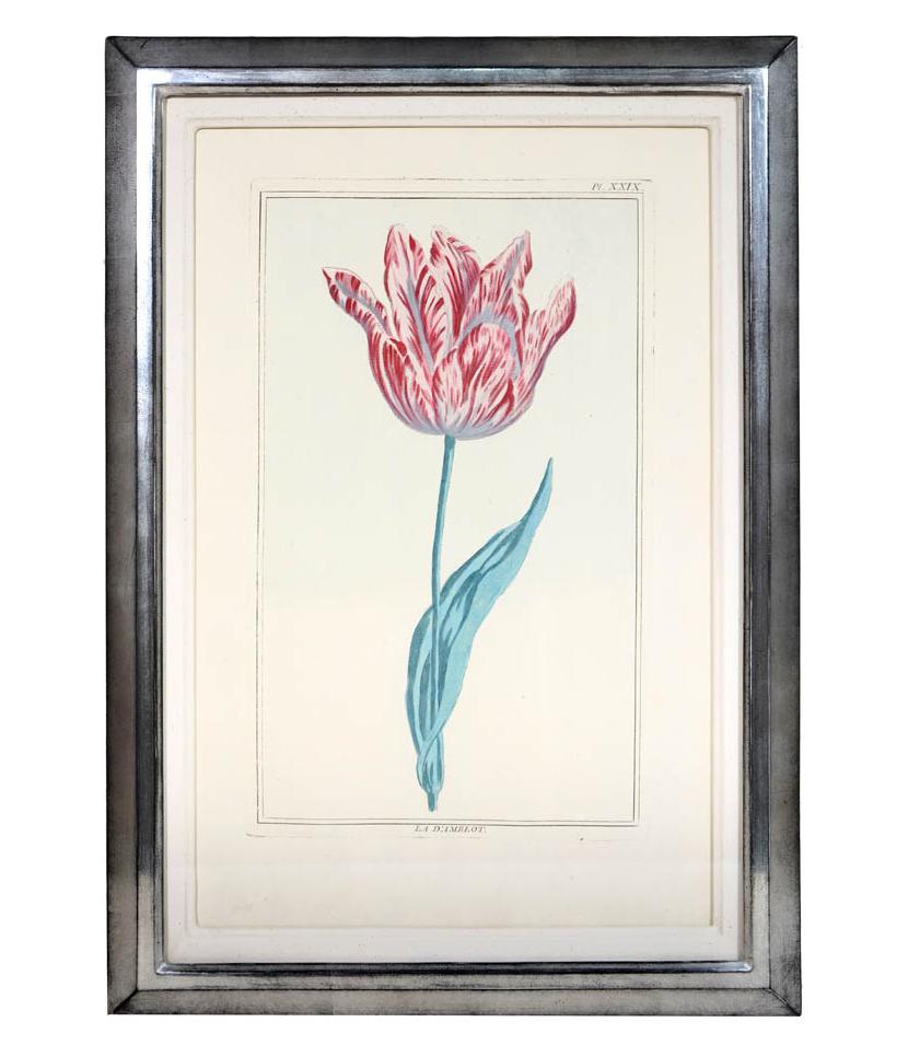 Pierre Joseph Buchoz, A set of 6 Tulips, Engraved hand-colored plates, 1781 2