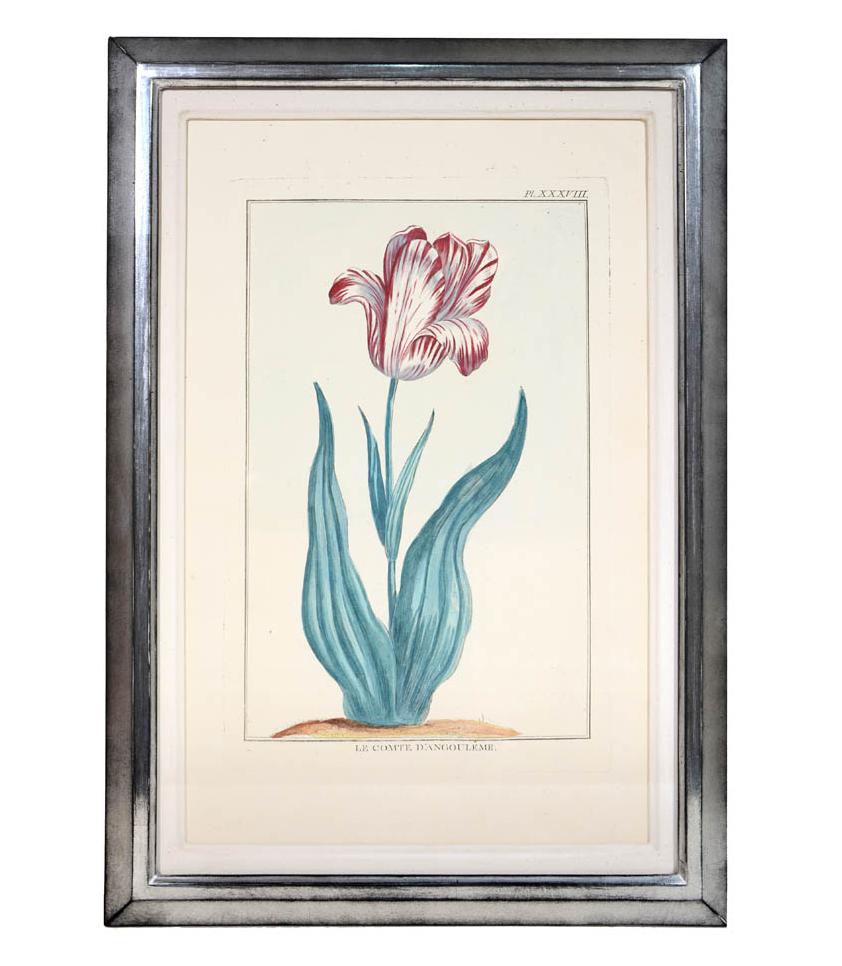 Pierre Joseph Buchoz, A set of 6 Tulips, Engraved hand-colored plates, 1781 3