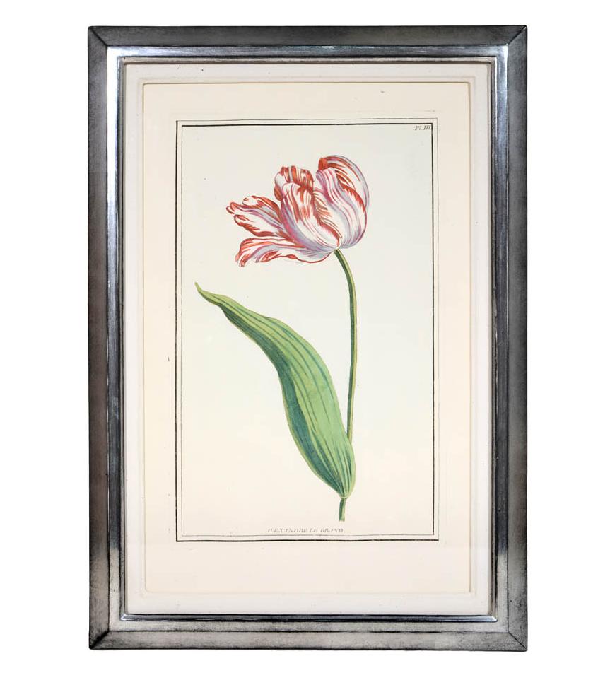 Pierre Joseph Buchoz, A set of 6 Tulips, Engraved hand-colored plates, 1781 4