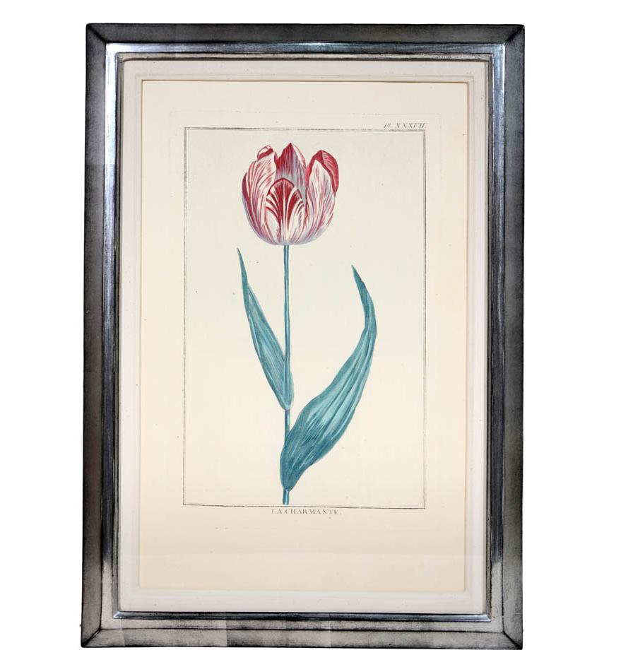 Pierre Joseph Buchoz, A set of 6 Tulips, Engraved hand-colored plates, 1781 5