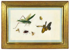 Antique China Export Watercolours on Pith Paper, a Set of Twelve Insects.