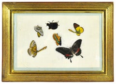 China Export Watercolours on Pith Paper, a Set of Twelve Insects.