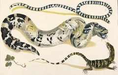 18th Century Animal Drawings and Watercolors