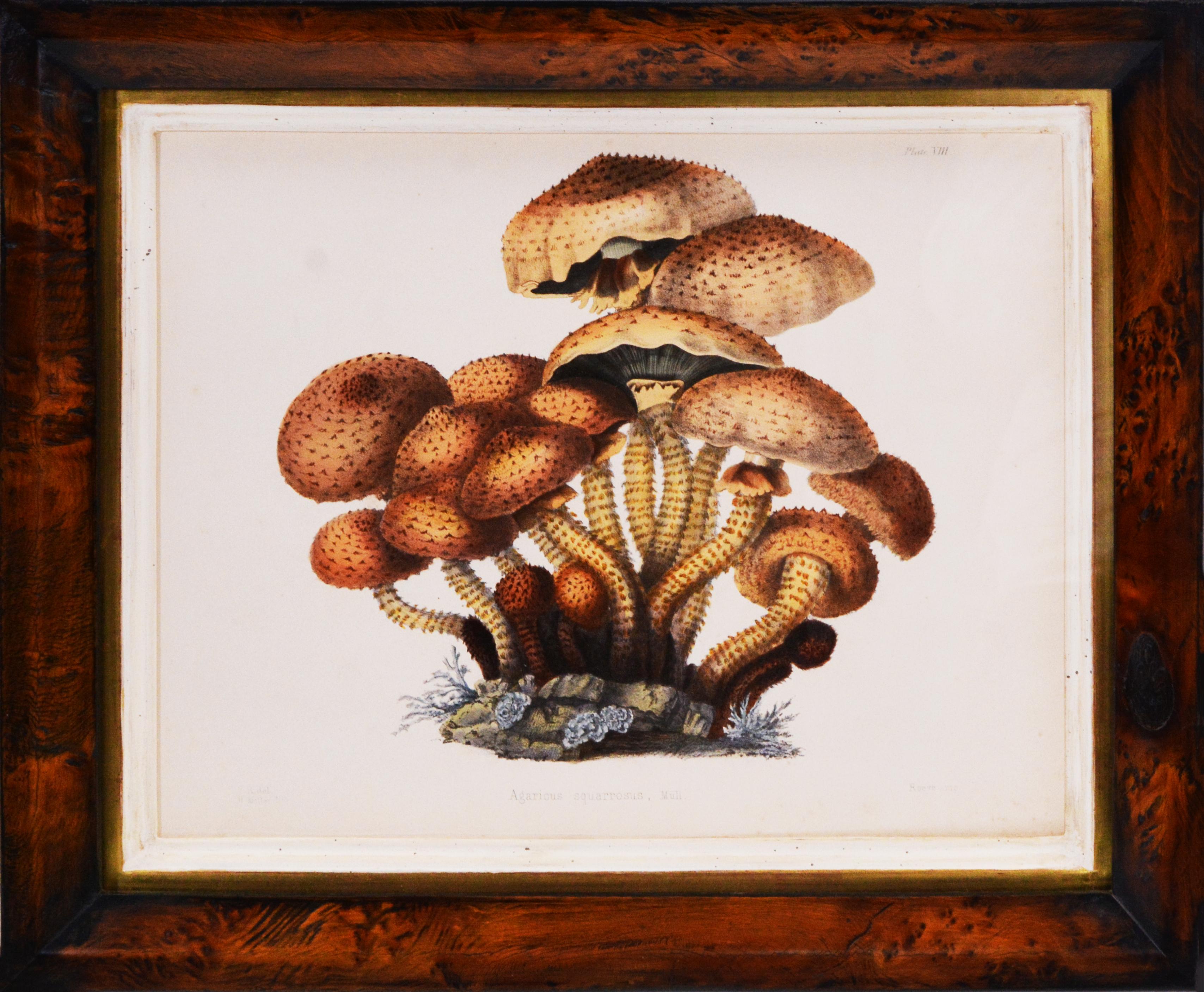 Unknown Figurative Print - Hussey, Group of 8 Illustrations of British Mycology, Fungi and Mushrooms. 