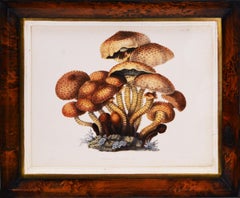 Hussey, Group of 8 Illustrations of British Mycology, Fungi and Mushrooms. 