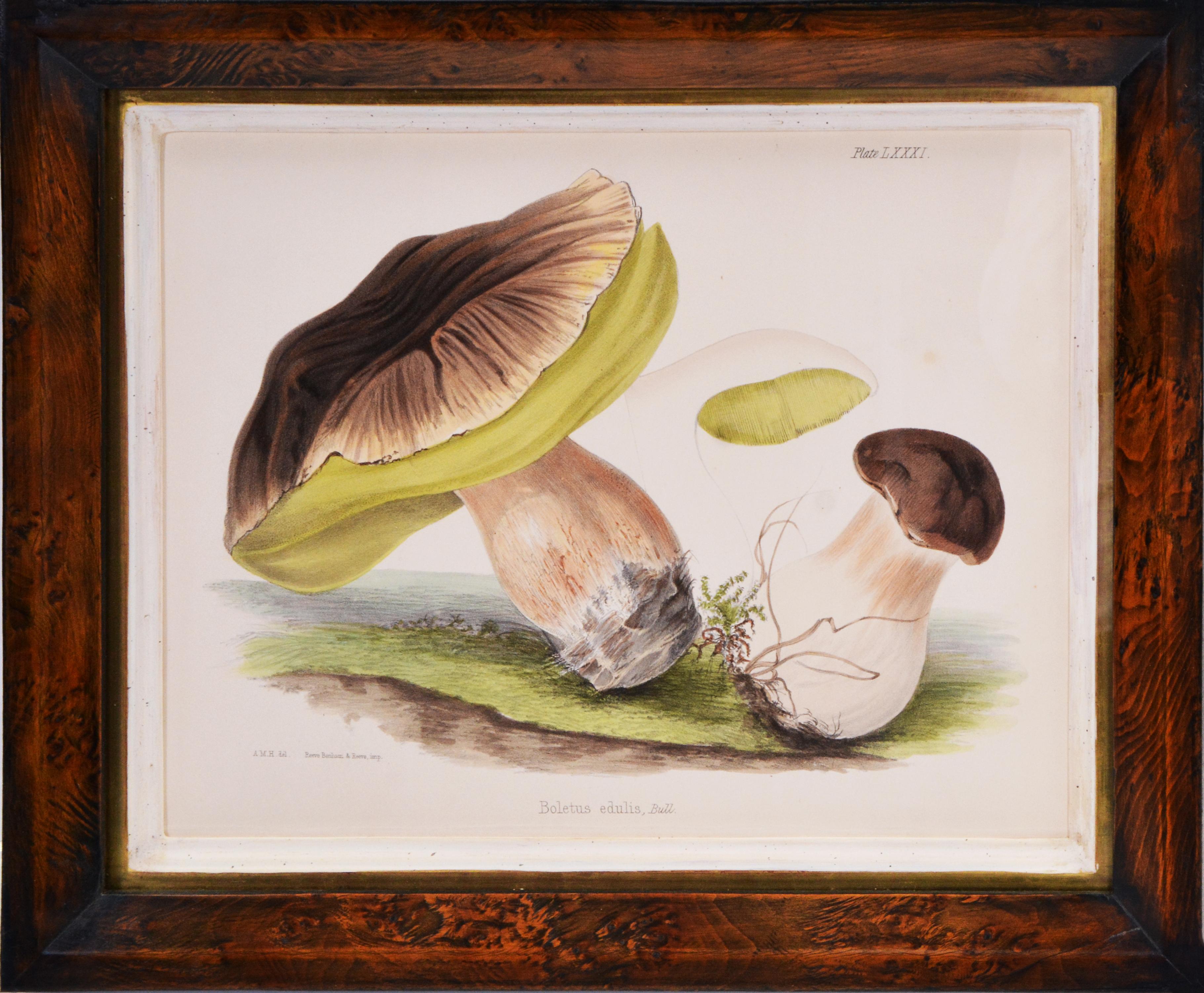 Hussey, Group of 8 Illustrations of British Mycology, Fungi and Mushrooms.  - Print by Unknown