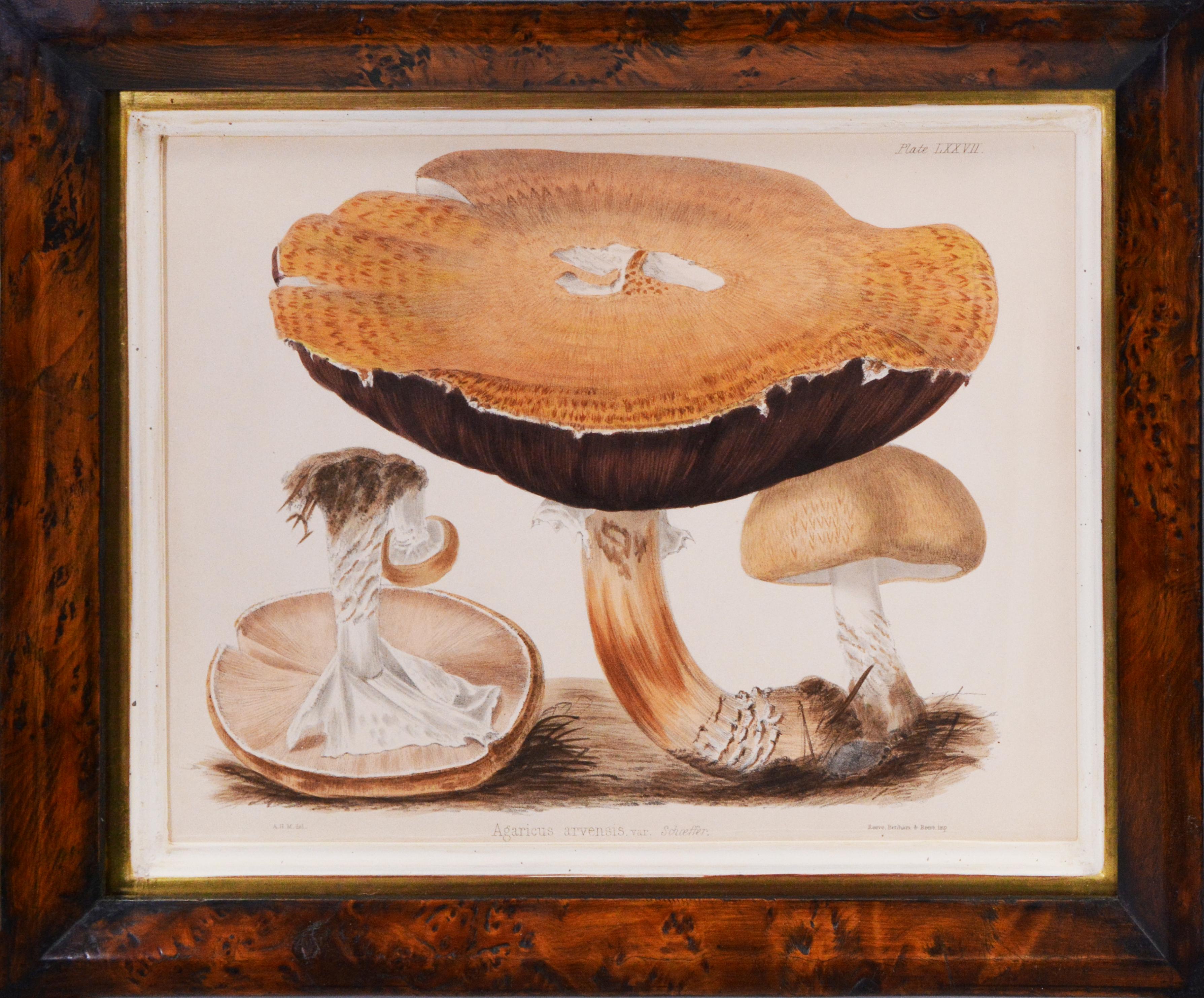 Hussey, Group of 8 Illustrations of British Mycology, Fungi and Mushrooms.  - Naturalistic Print by Unknown