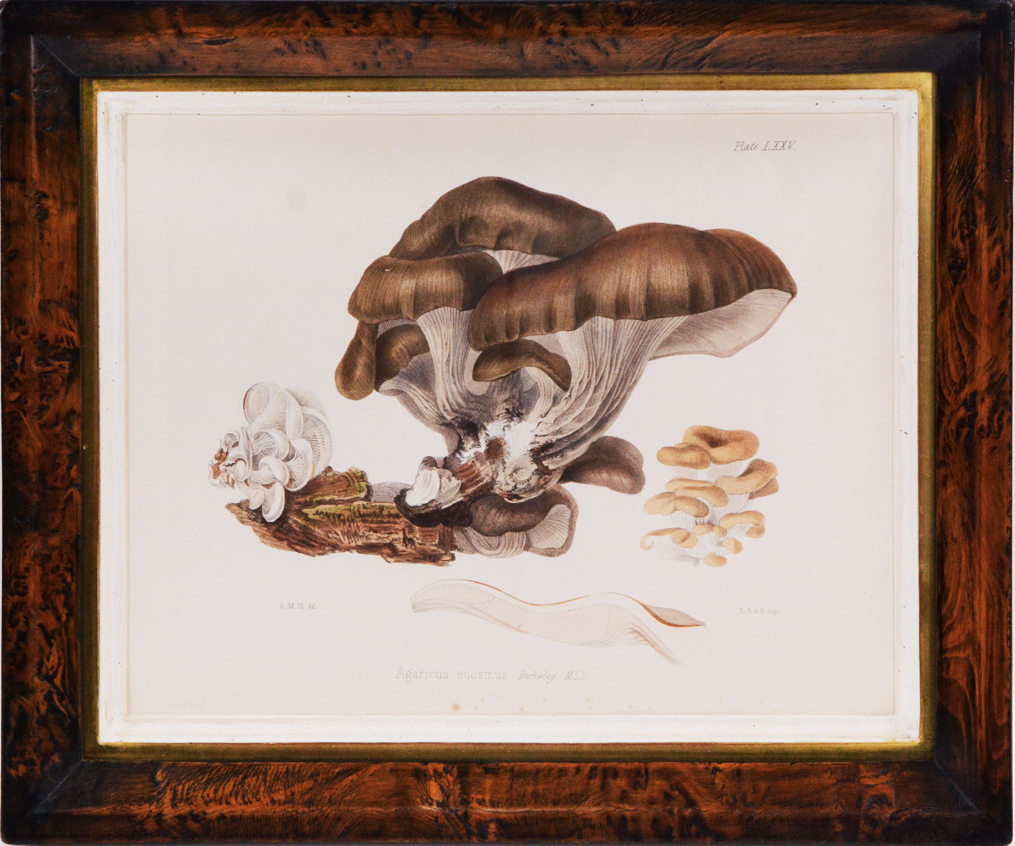 Group of Eight hand-coloured plates, heightened with gum arabic, of fungi, mushrooms and toadstools.   Framed and glazed:  31.7cm by 38.5cm  
This work is one of the most attractive British mycological publications. Mrs Hussey (1805 -1853) was a