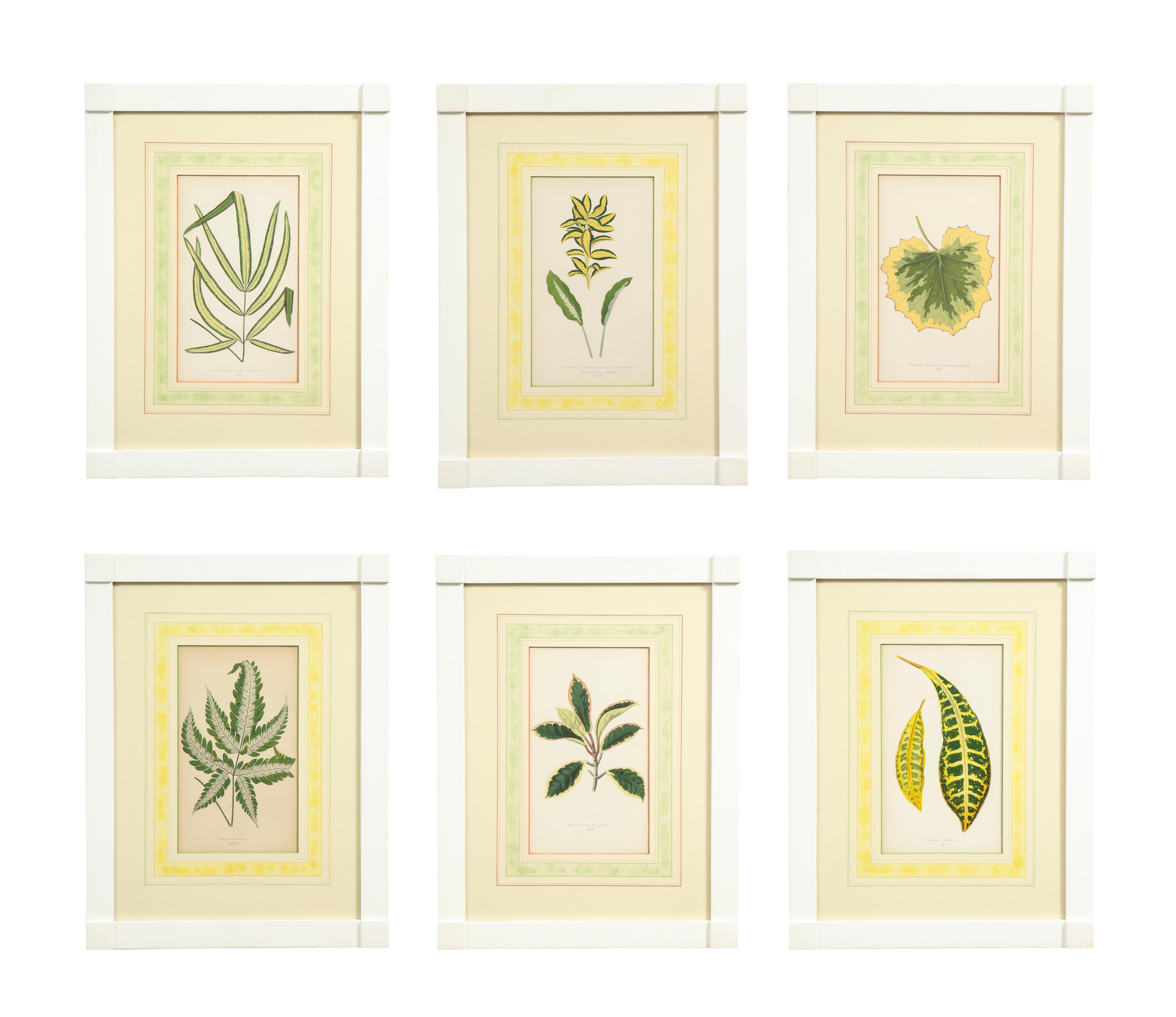 Edward Joseph Lowe Still-Life Print - Set of Six Botanical Prints
