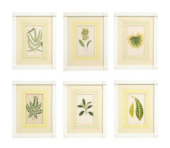 Antique Set of Six Botanical Prints