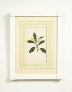 Set of Six Botanical Prints