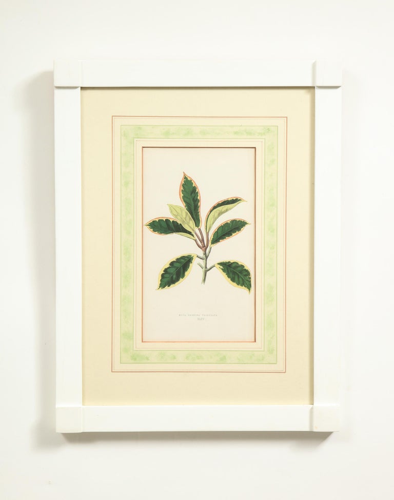 Set of Six Botanical Prints - White Still-Life Print by Edward Joseph Lowe