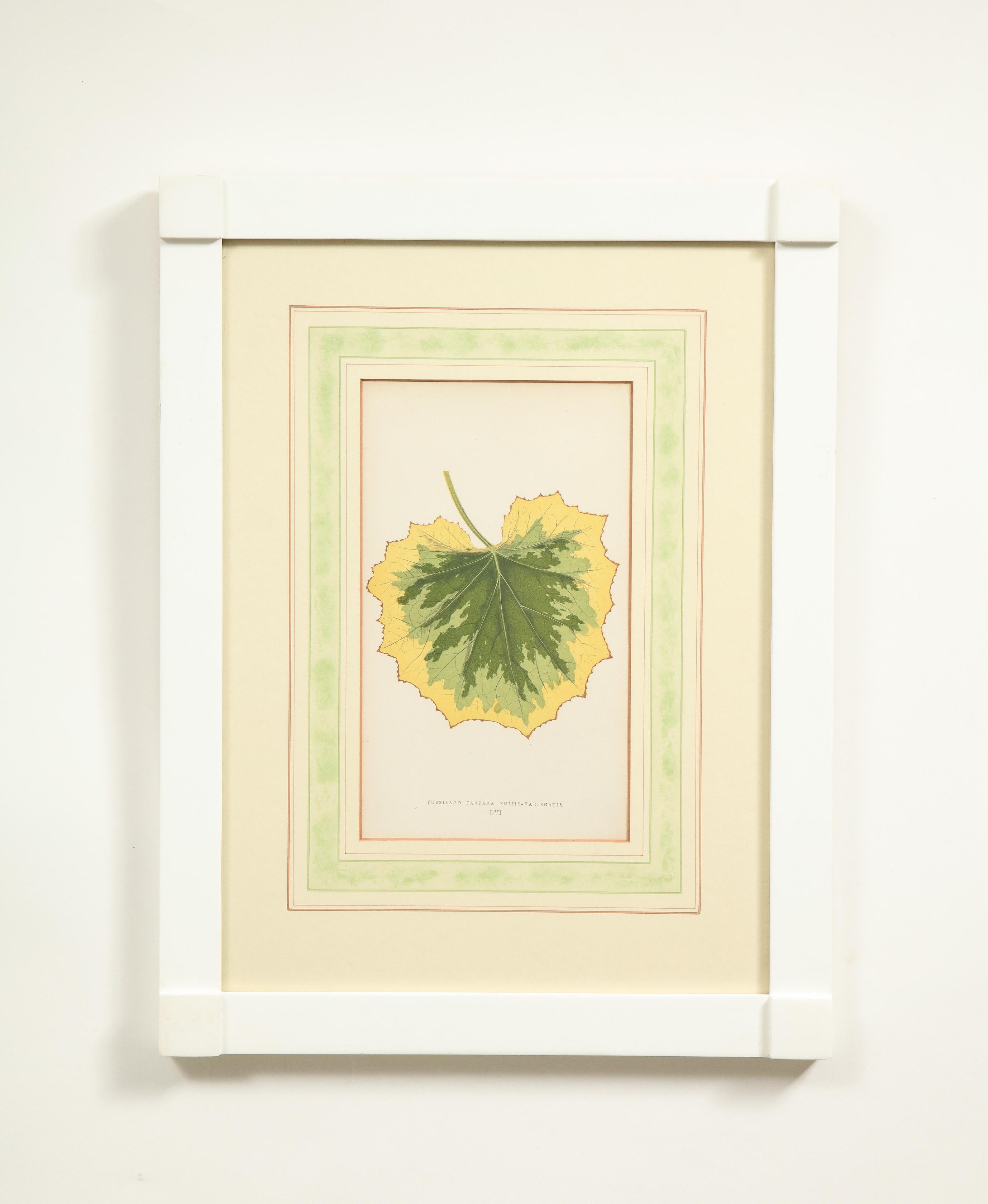 Set von sechs botanischen Drucken im Angebot 1