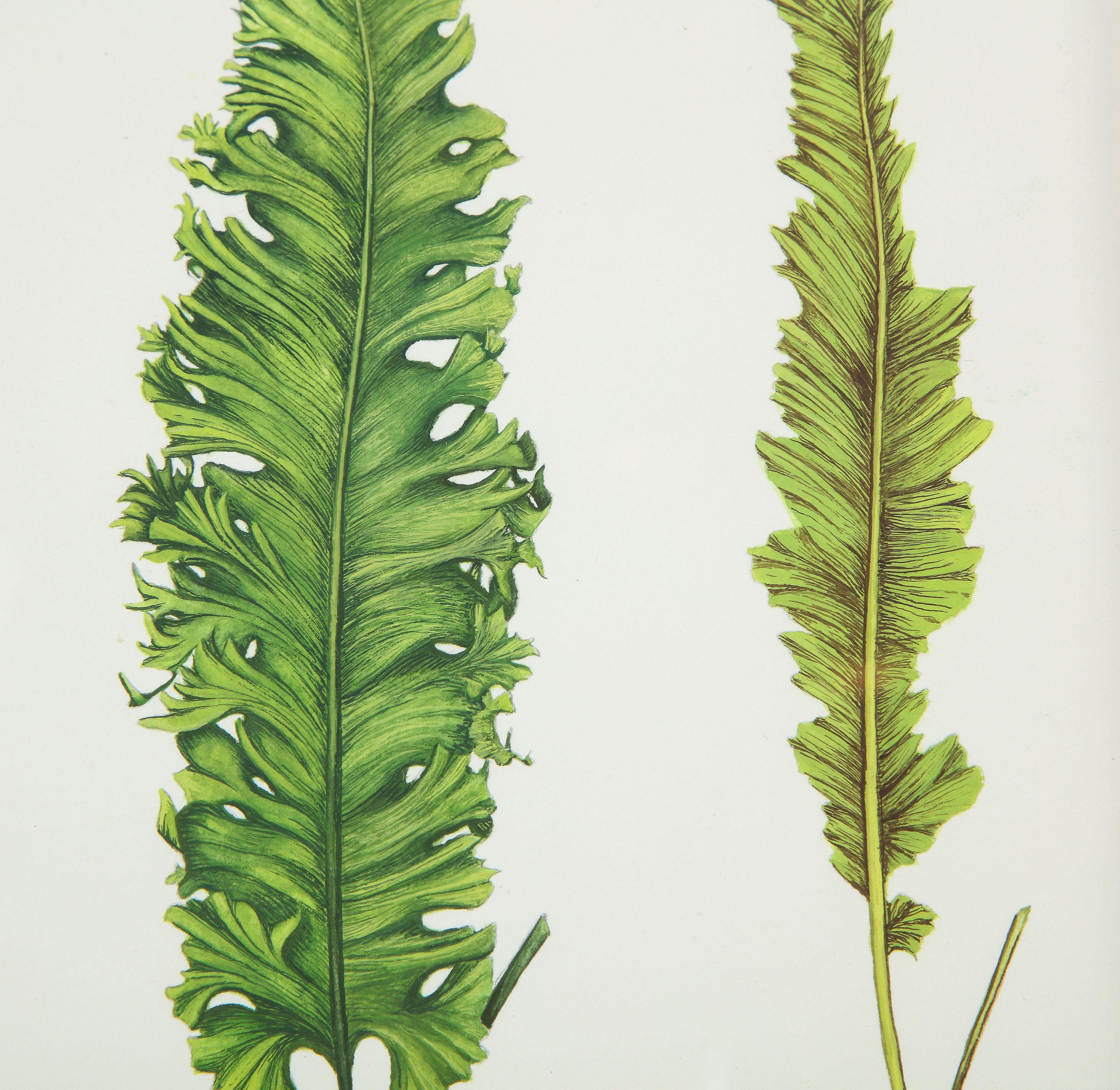 Botanisches Exemplar eines Farnwedels mit zwei Ansichten der Künstlerin Abigail Vogel aus East Hampton. Die Abmessungen sind gerahmt.   

Abigail Vogel wusste von Anfang an, dass sie eine Künstlerin ist. Im Alter von vier Jahren zeichnete und malte