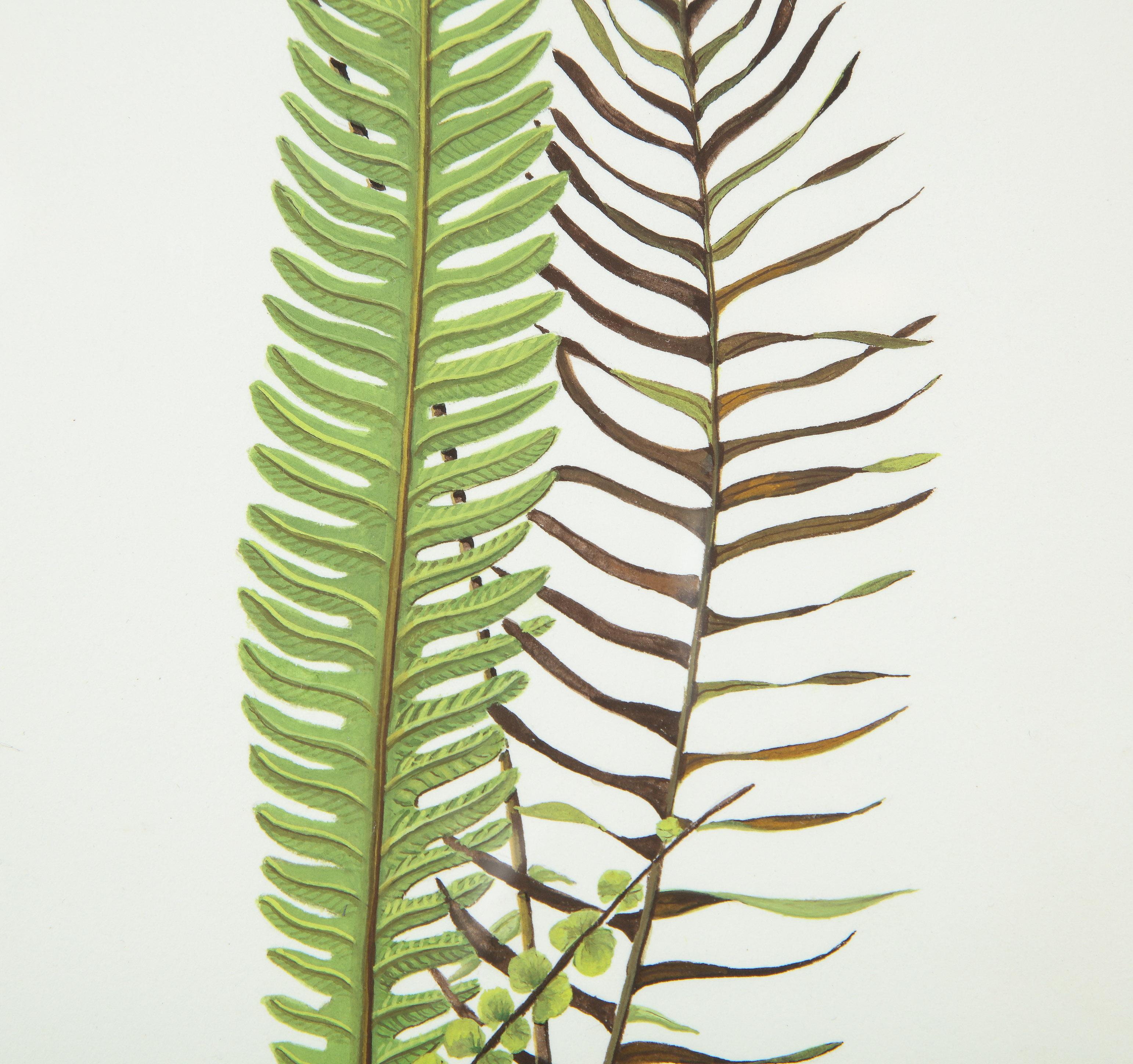 Botanical specimen of a fern by East Hampton artist Abigail Vogel. Note dimensions are framed.   

Abigail Vogel knew she was an artist from the beginning. By age four she was drawing and painting constantly, and her devotion to the arts has been