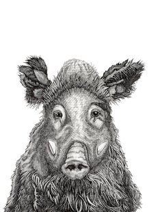 Sanglier Affronté