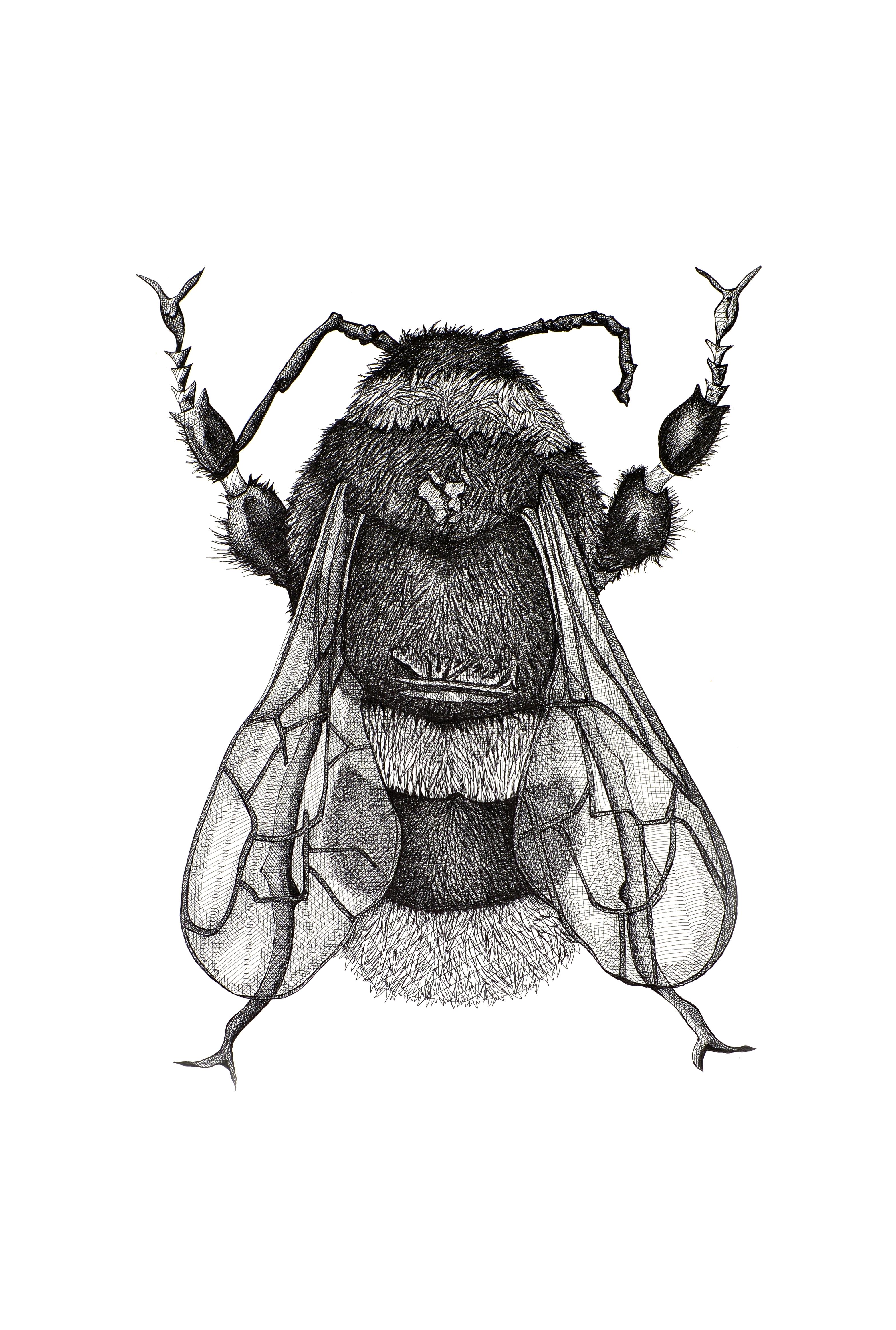 Abeja grande