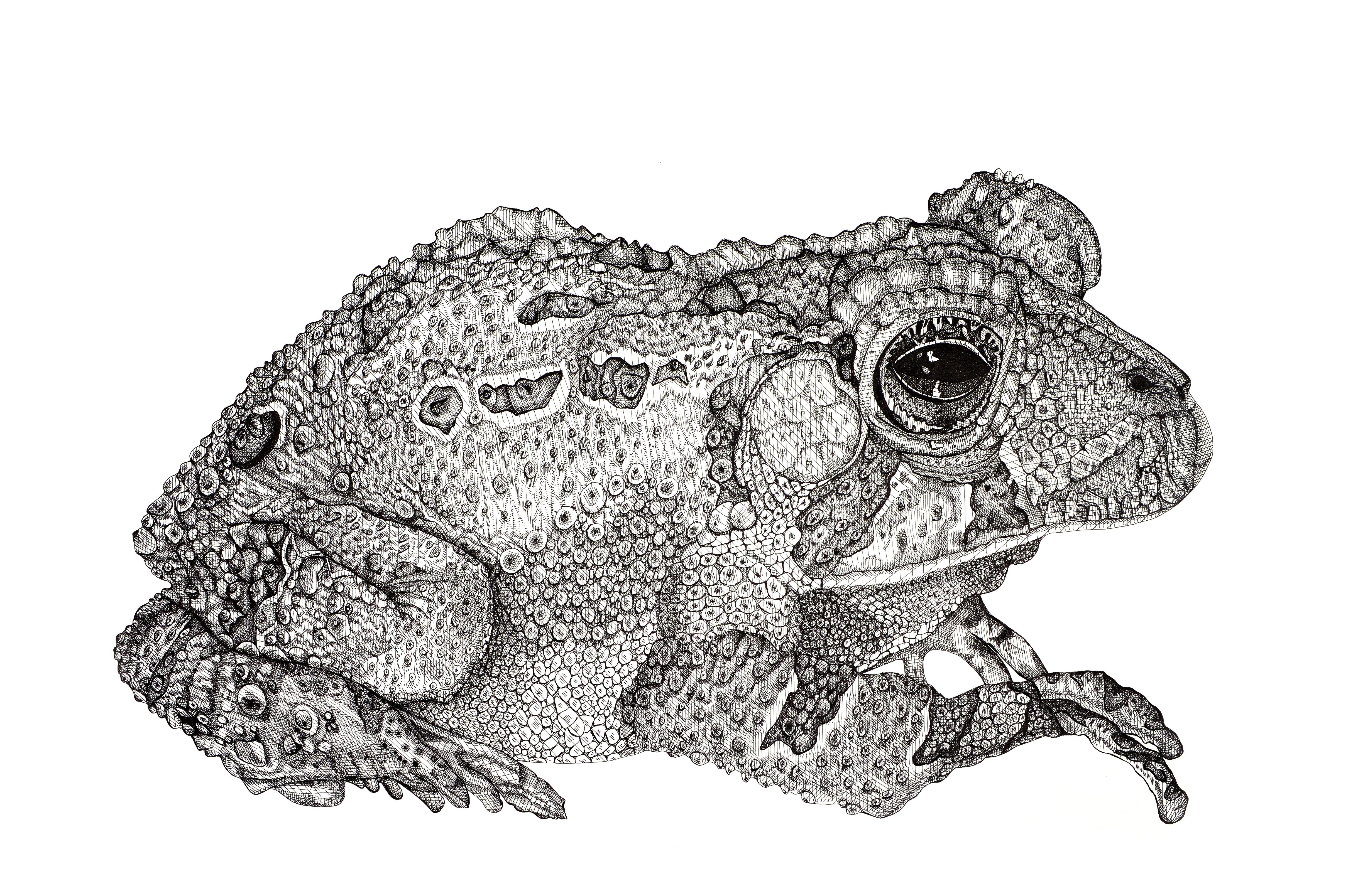 Arianna Fioratti Loreto Animal Art – Kröte