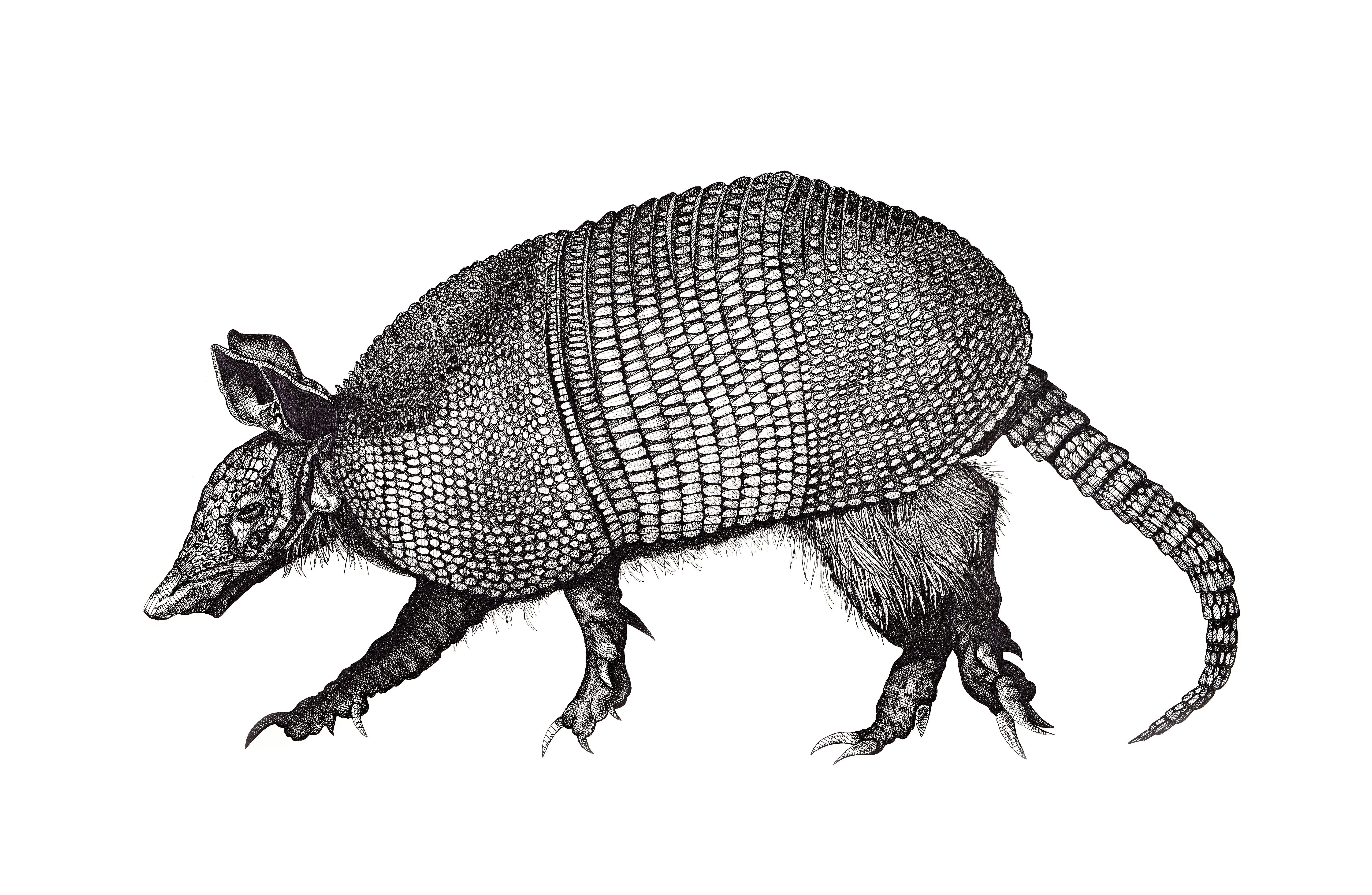 Arianna Fioratti Loreto Animal Art – Gürteltier