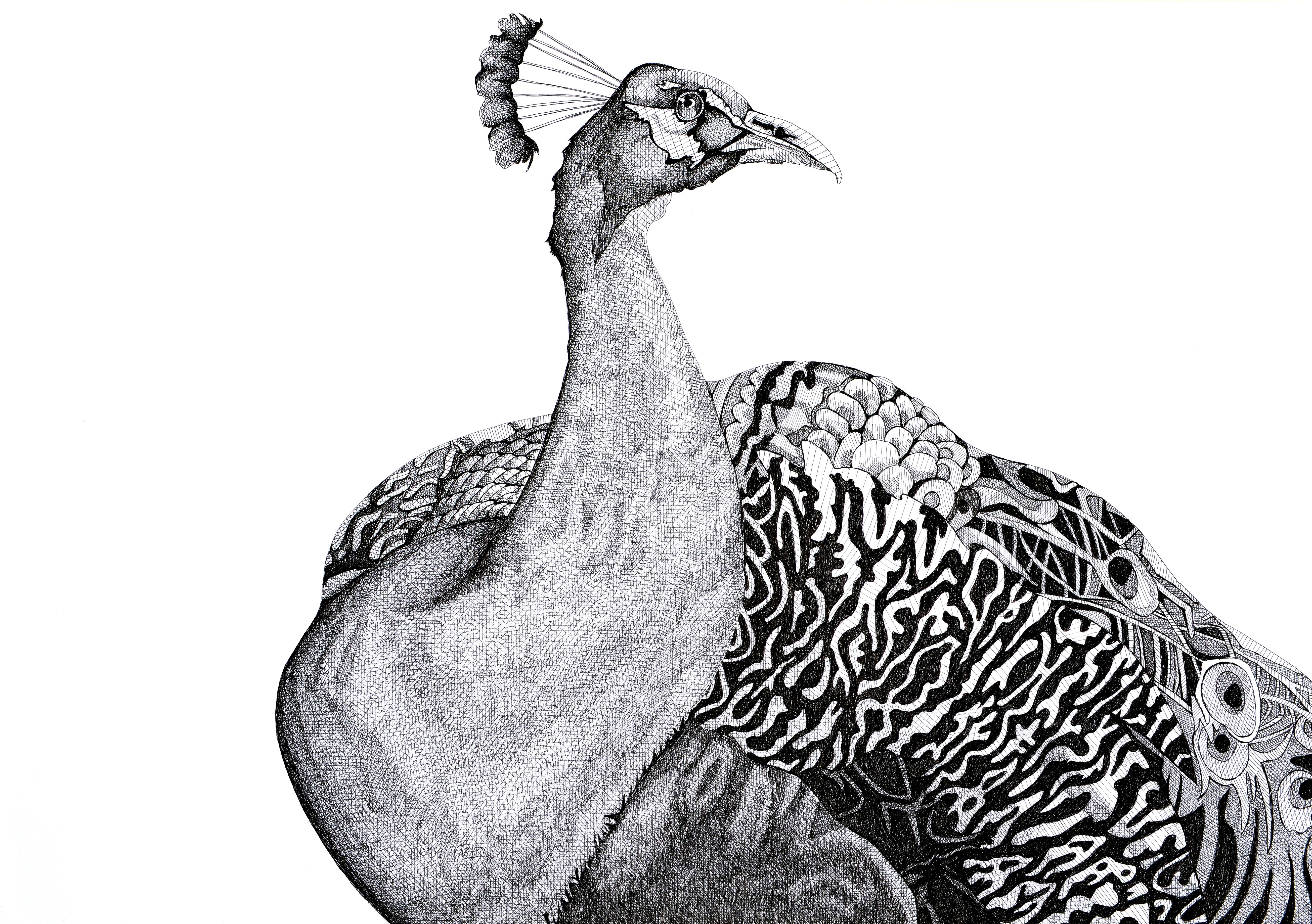 Pavo real