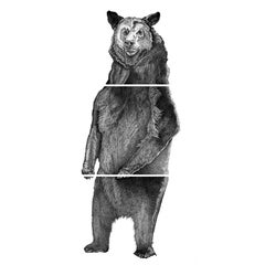 Grizzly Bear