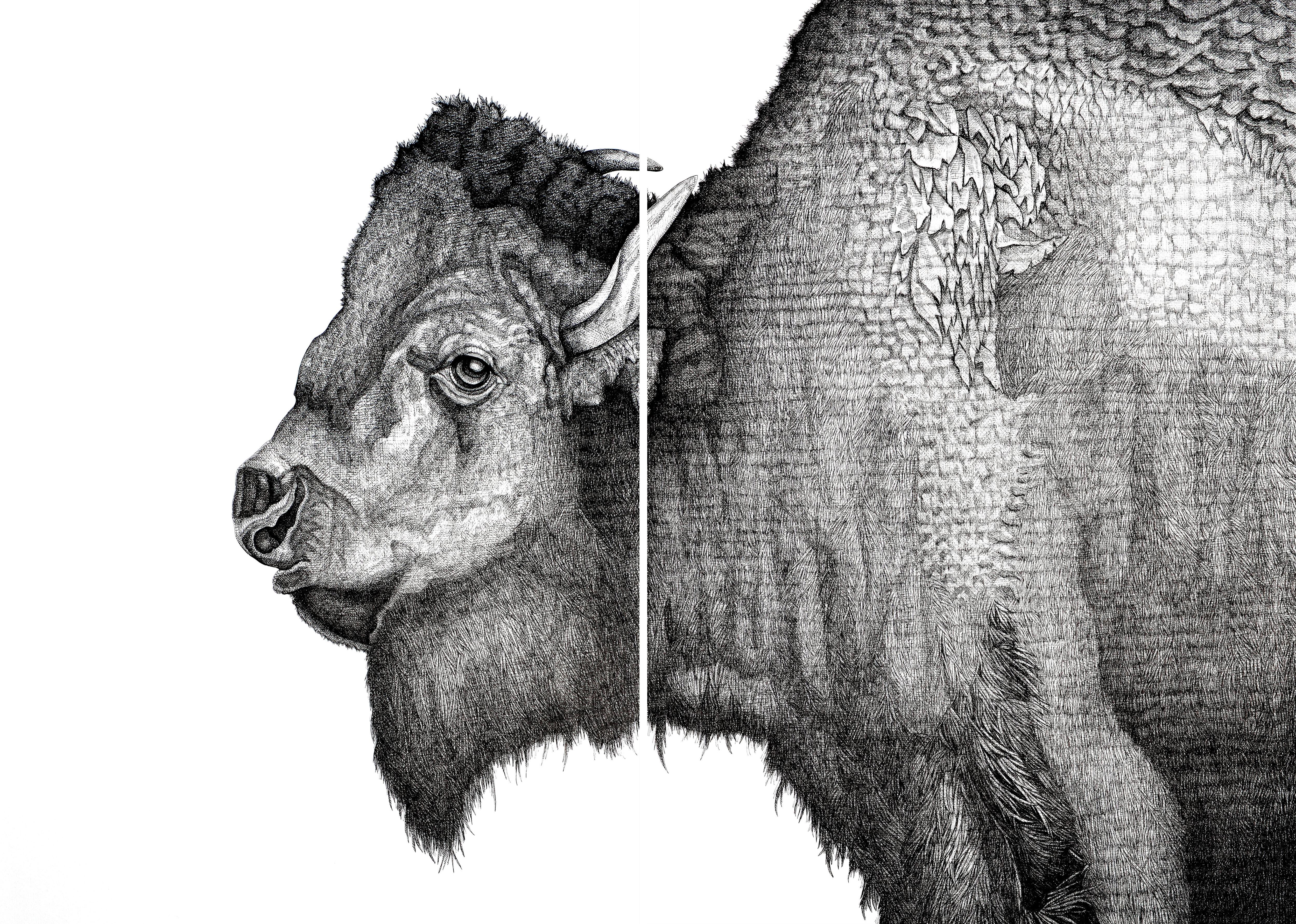 Arianna Fioratti Loreto Animal Art – Bison