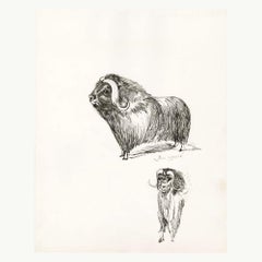 Búfalo africano
