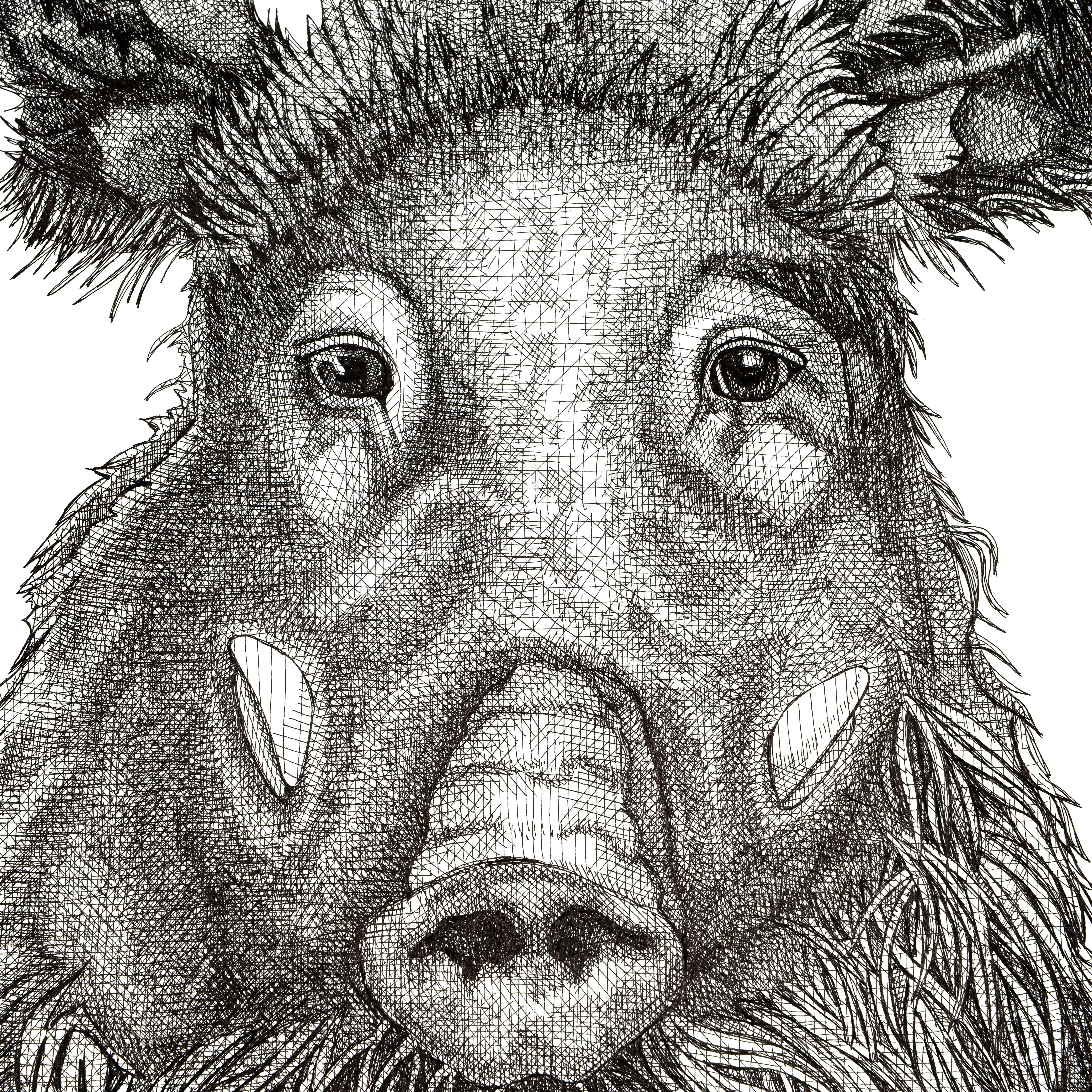 Wild Boar Affronté - Gray Animal Art by Arianna Fioratti Loreto