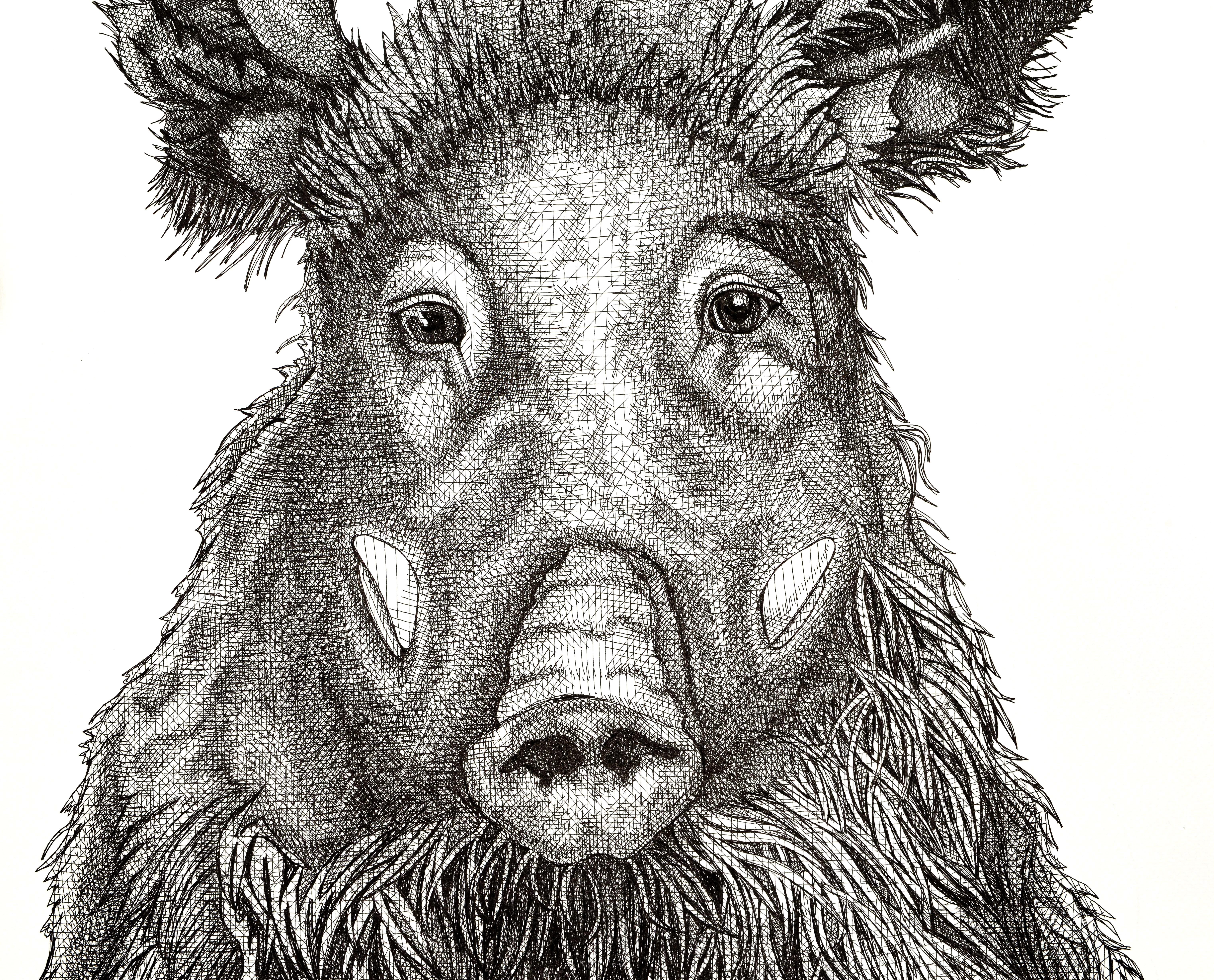 Wild Boar Affronté - Art by Arianna Fioratti Loreto