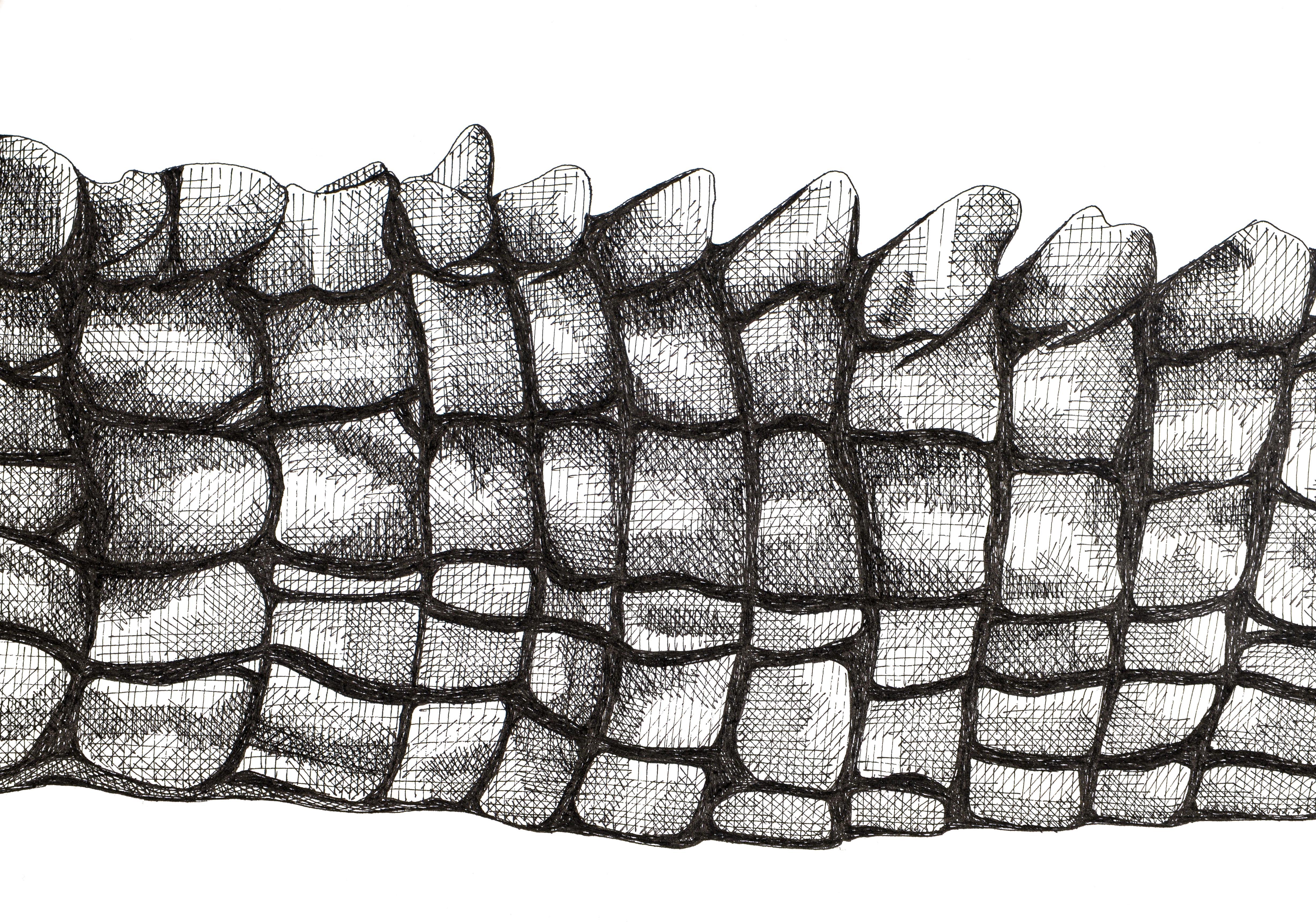 Alligatorschwanz (Grau), Animal Art, von Arianna Fioratti Loreto