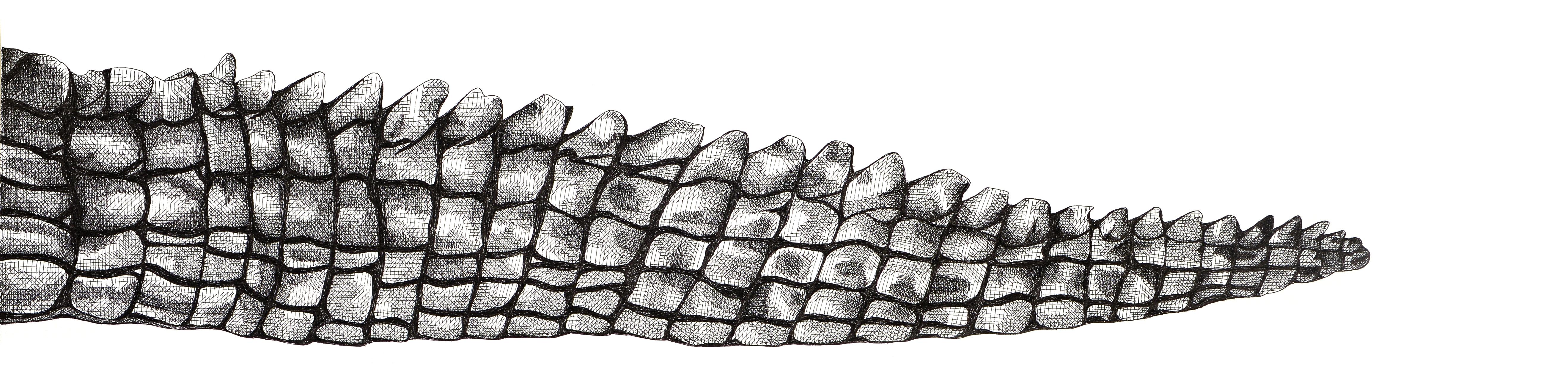 Alligatorschwanz – Art von Arianna Fioratti Loreto