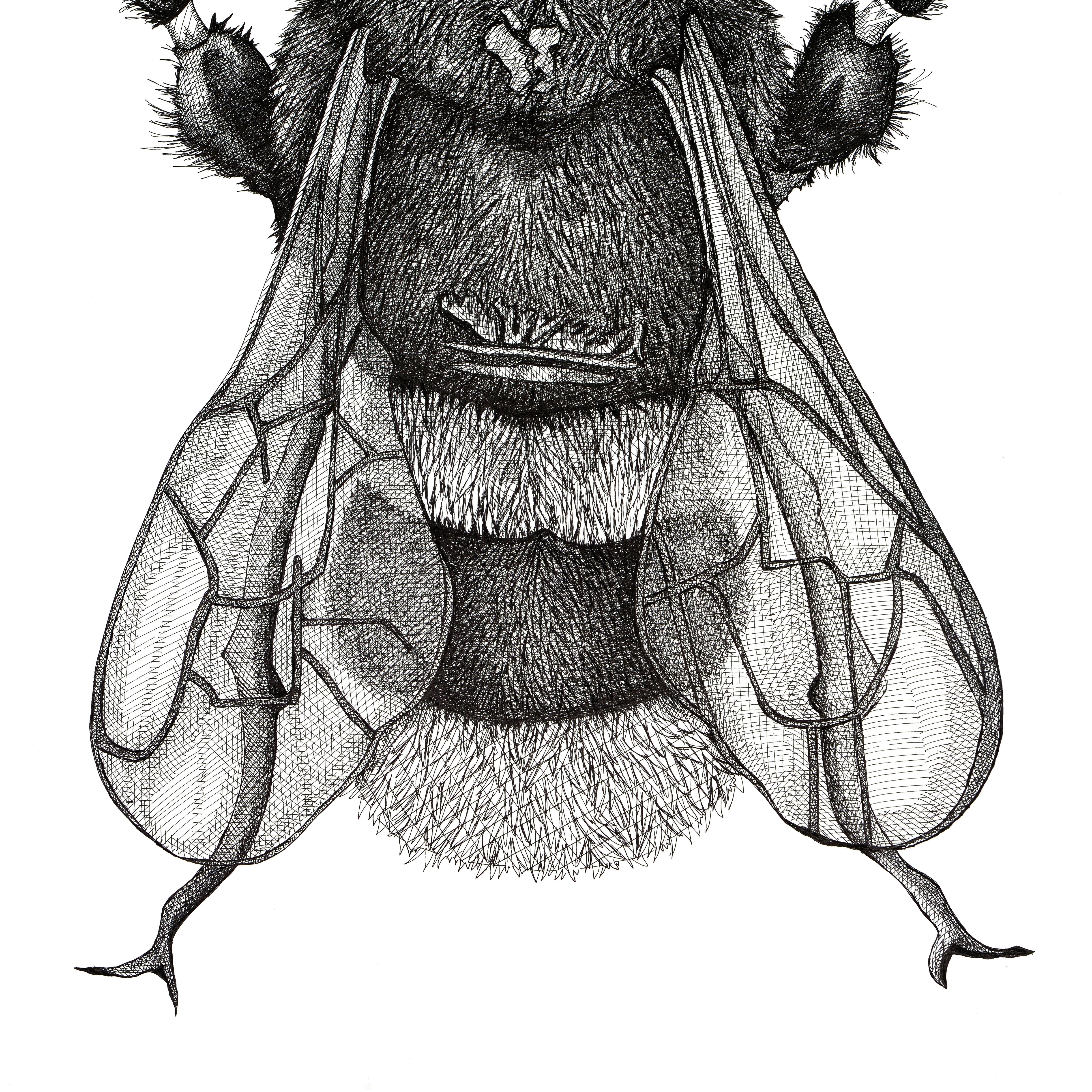 Abeja grande - Art Antiguos maestros de Arianna Fioratti Loreto