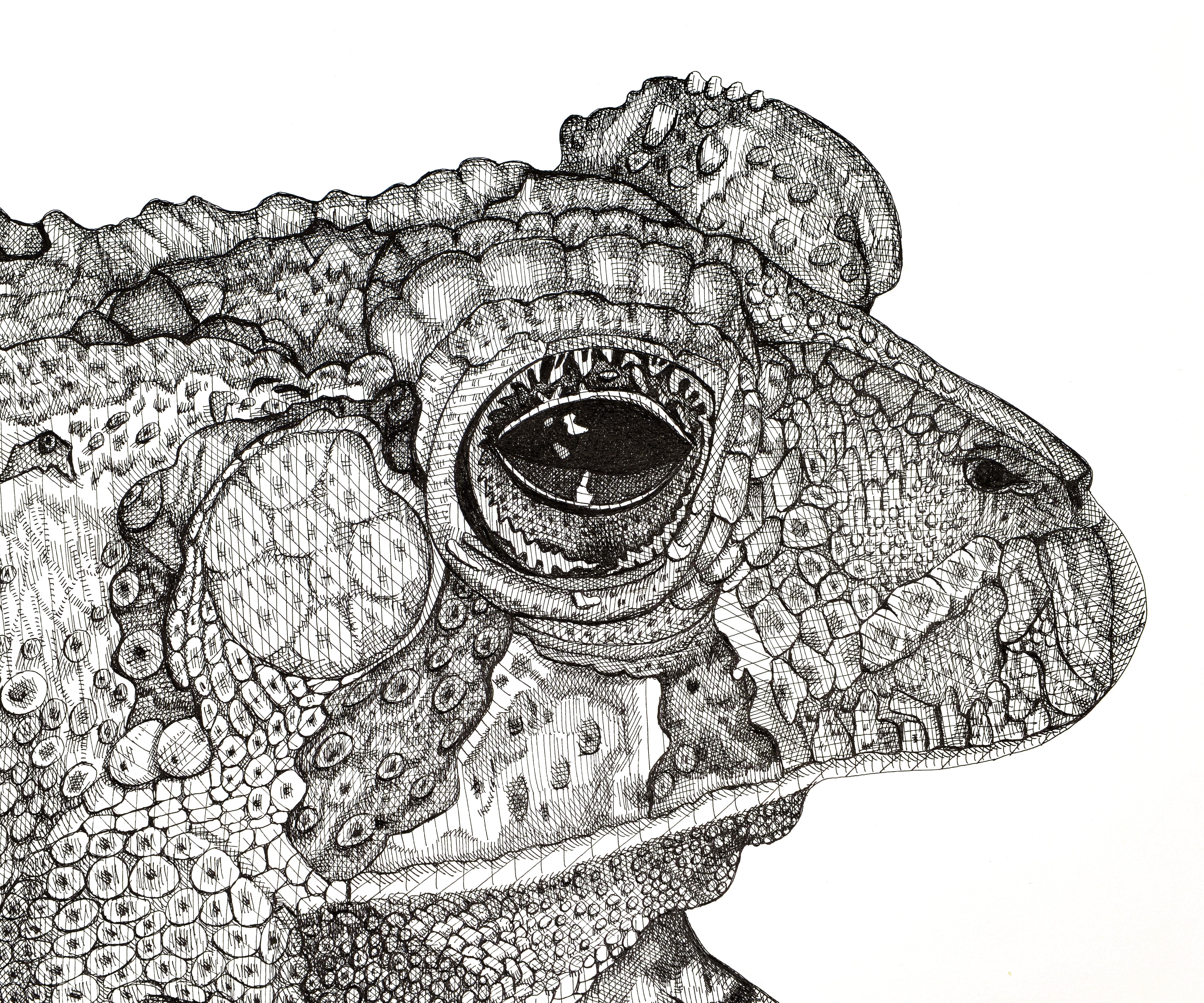 Kröte (Grau), Animal Art, von Arianna Fioratti Loreto