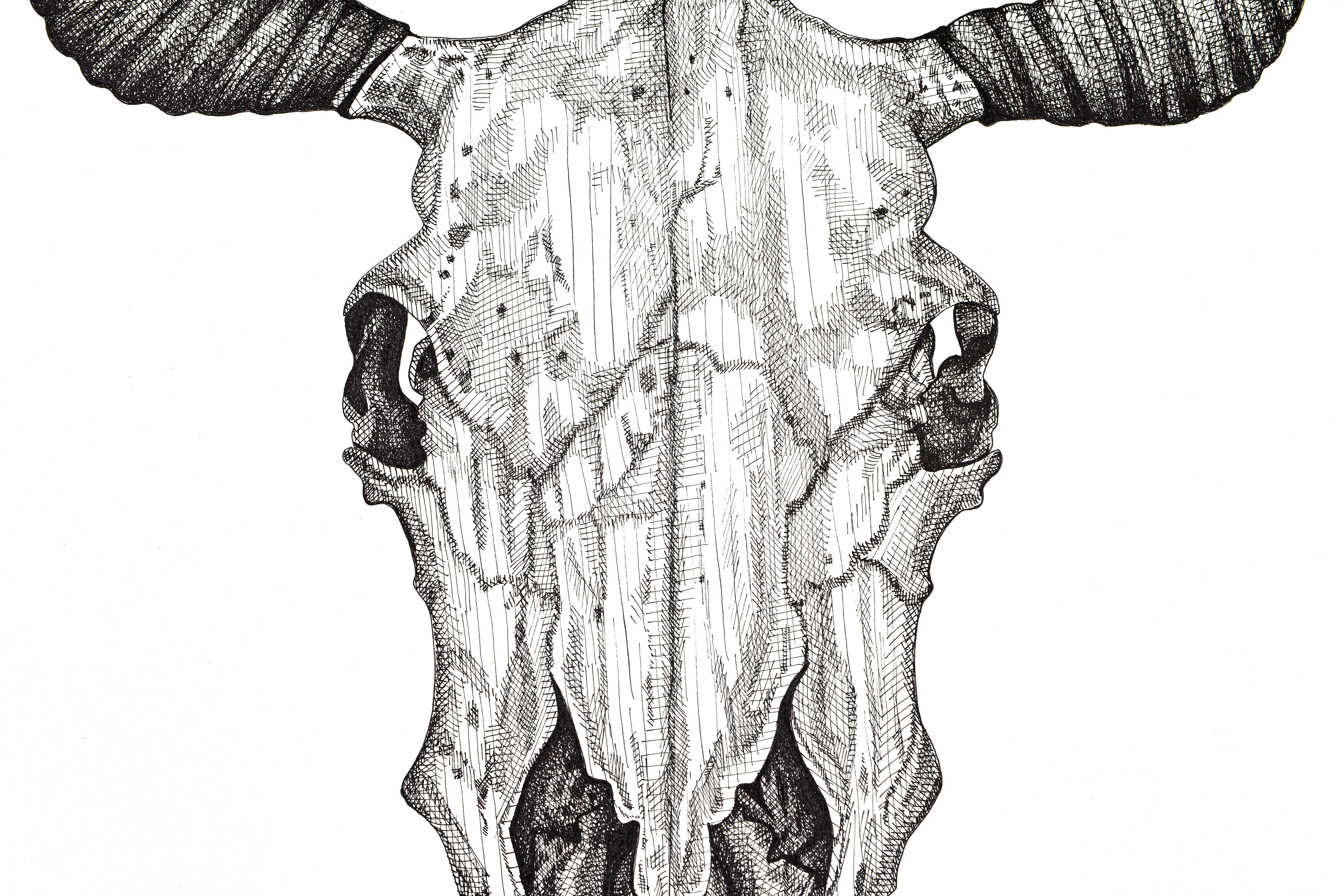 Langhorn-Schädel – Art von Arianna Fioratti Loreto