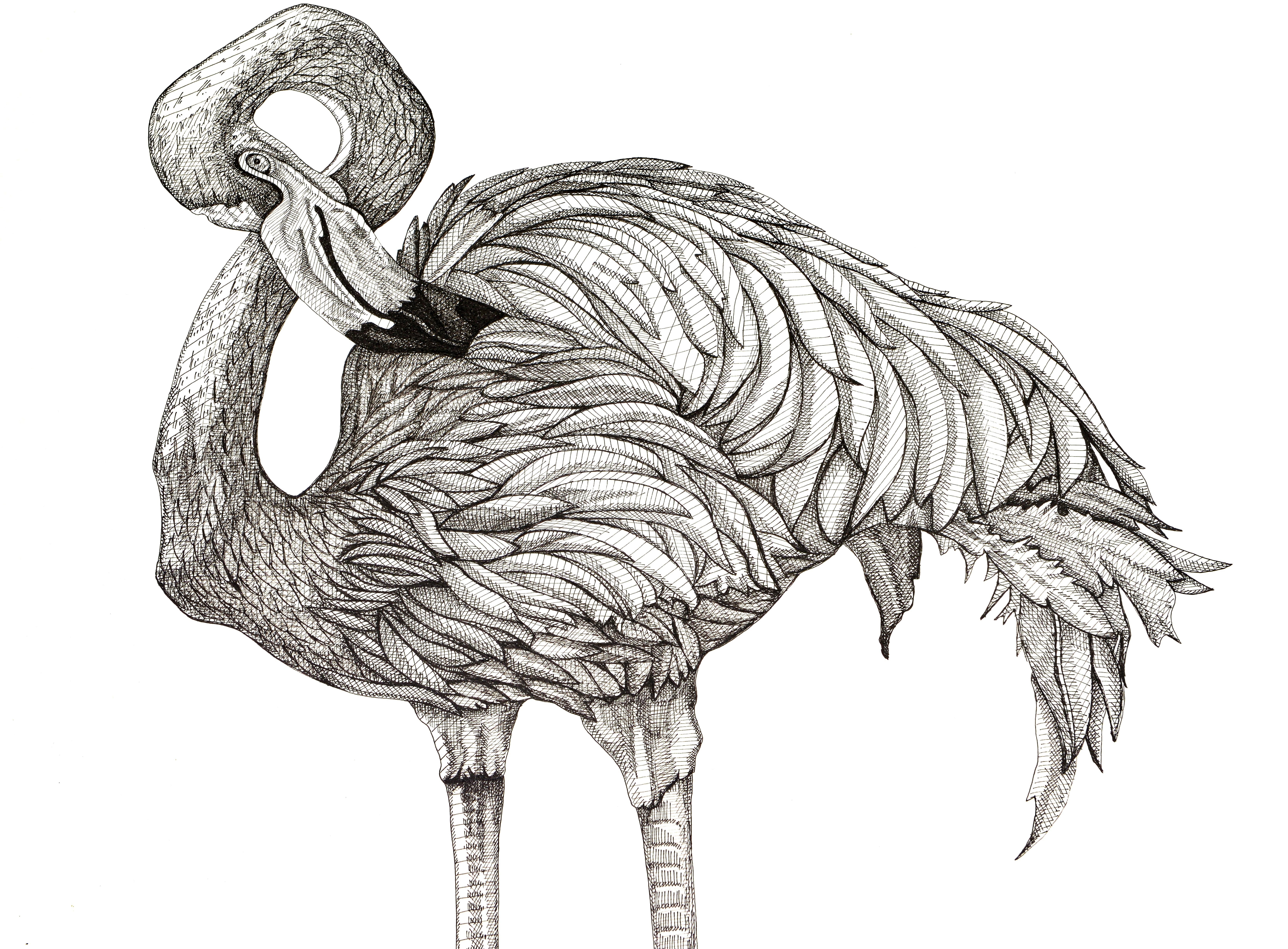 Flamingo – Art von Arianna Fioratti Loreto