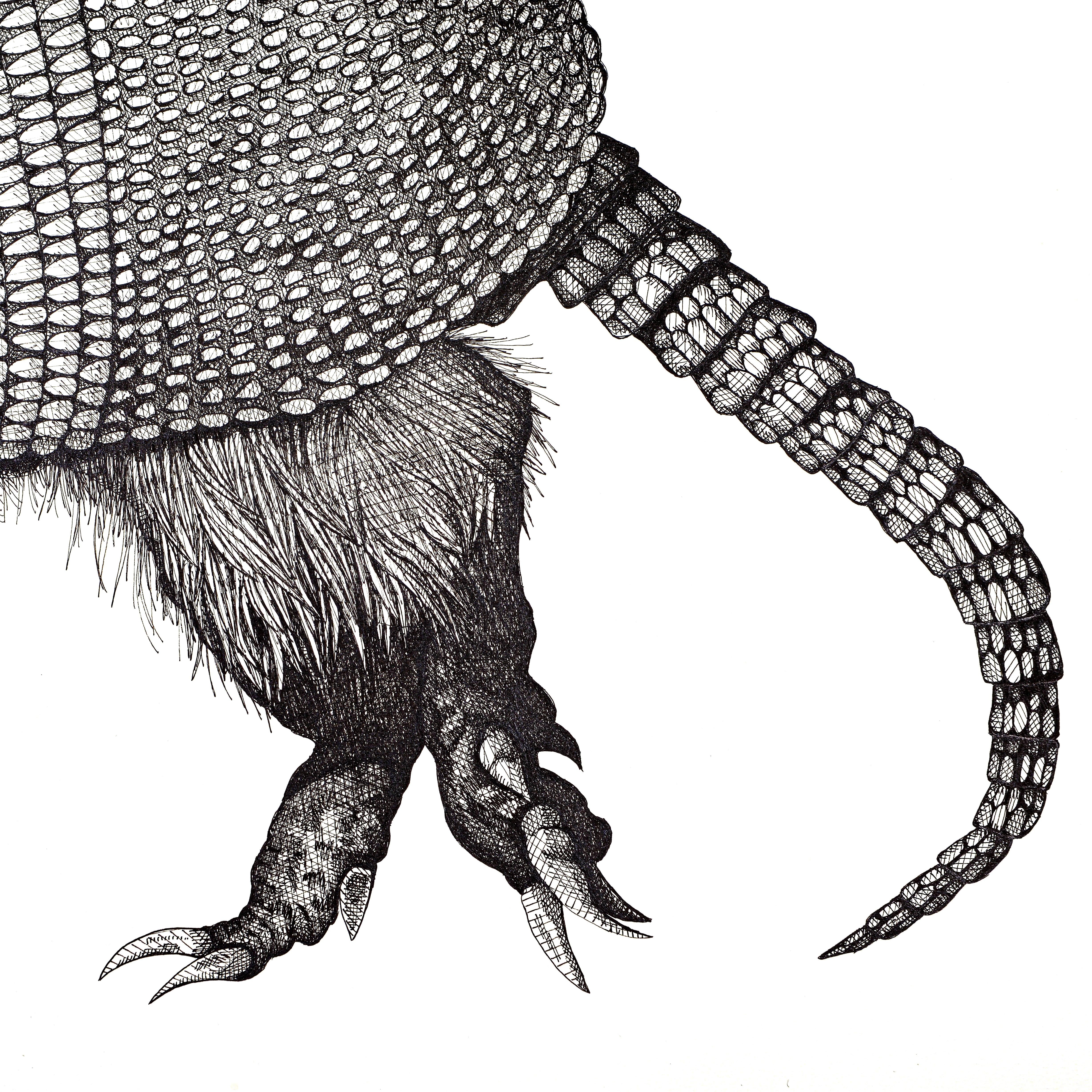 Gürteltier (Schwarz), Animal Art, von Arianna Fioratti Loreto