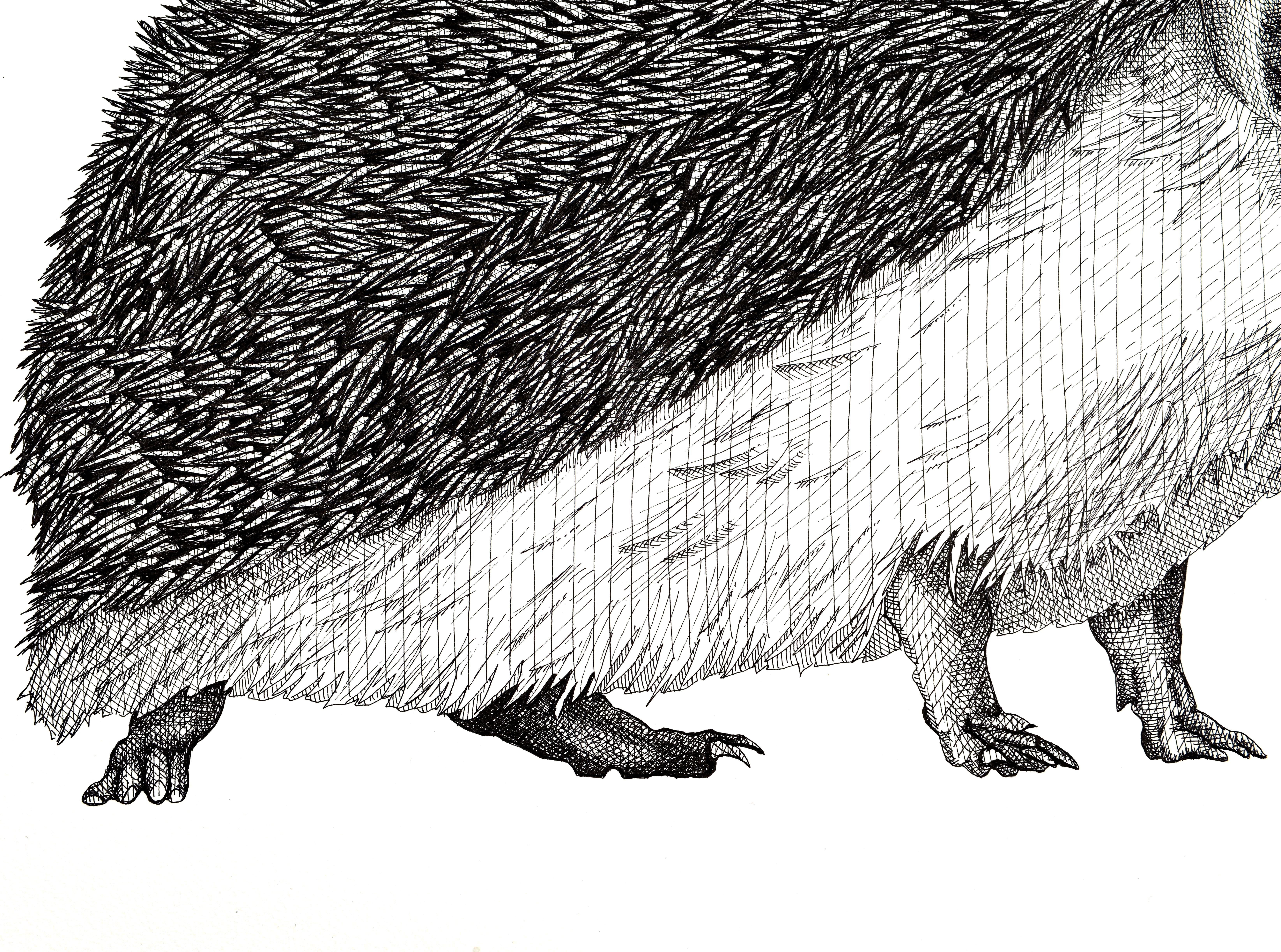 Riccio - Animal Art Grigio di Arianna Fioratti Loreto