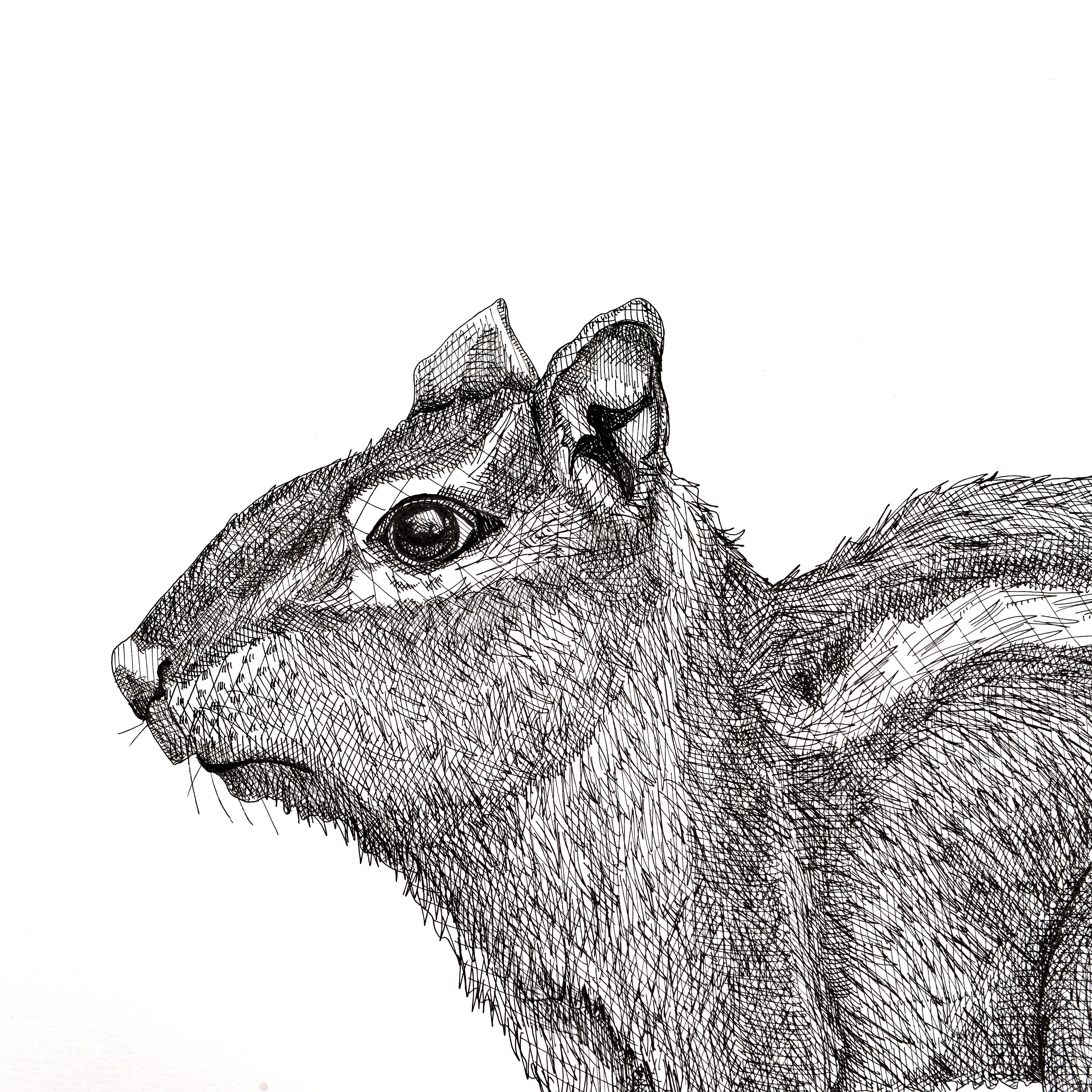 Streifenhörnchen – Art von Arianna Fioratti Loreto