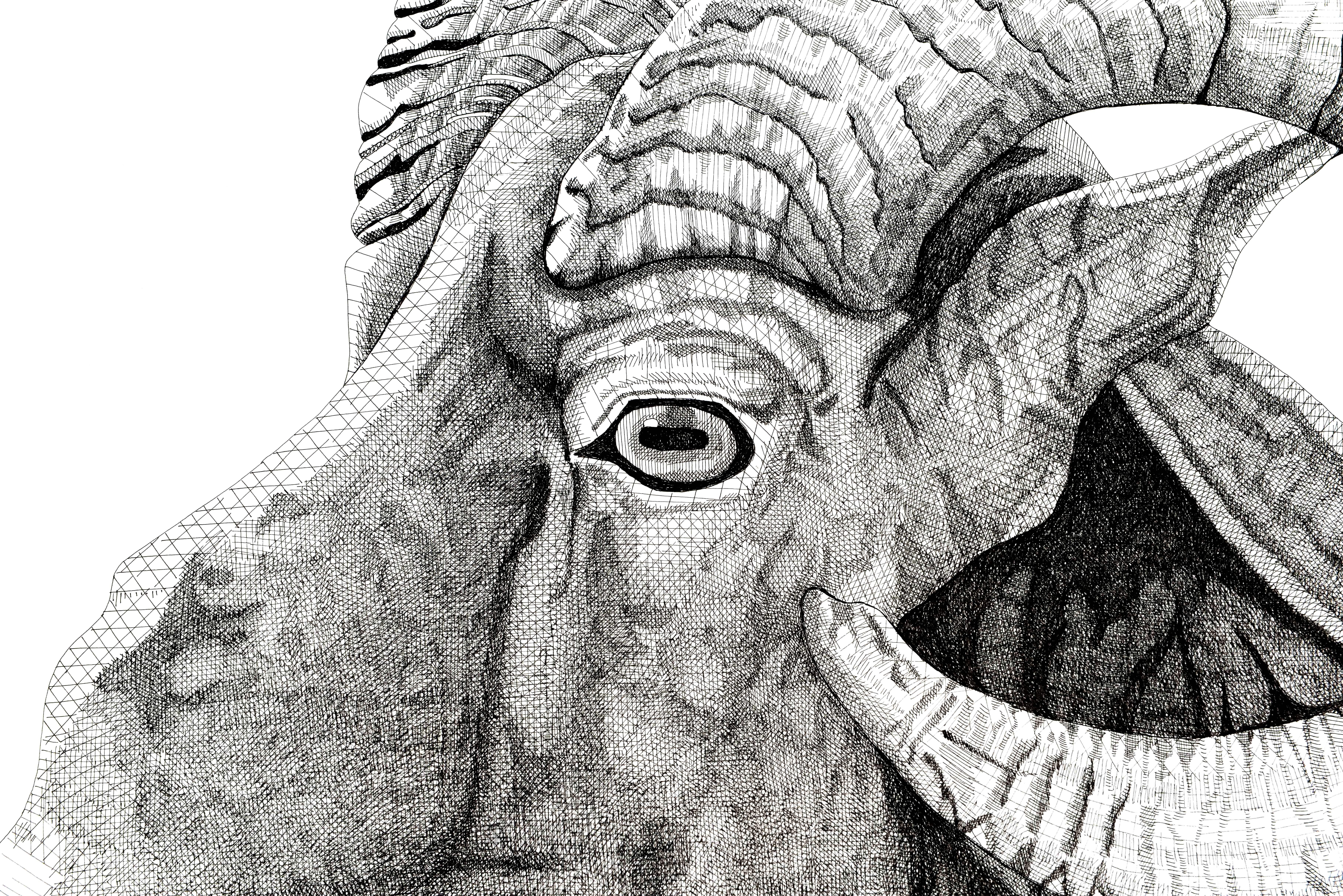 Dickhornschaf – Art von Arianna Fioratti Loreto