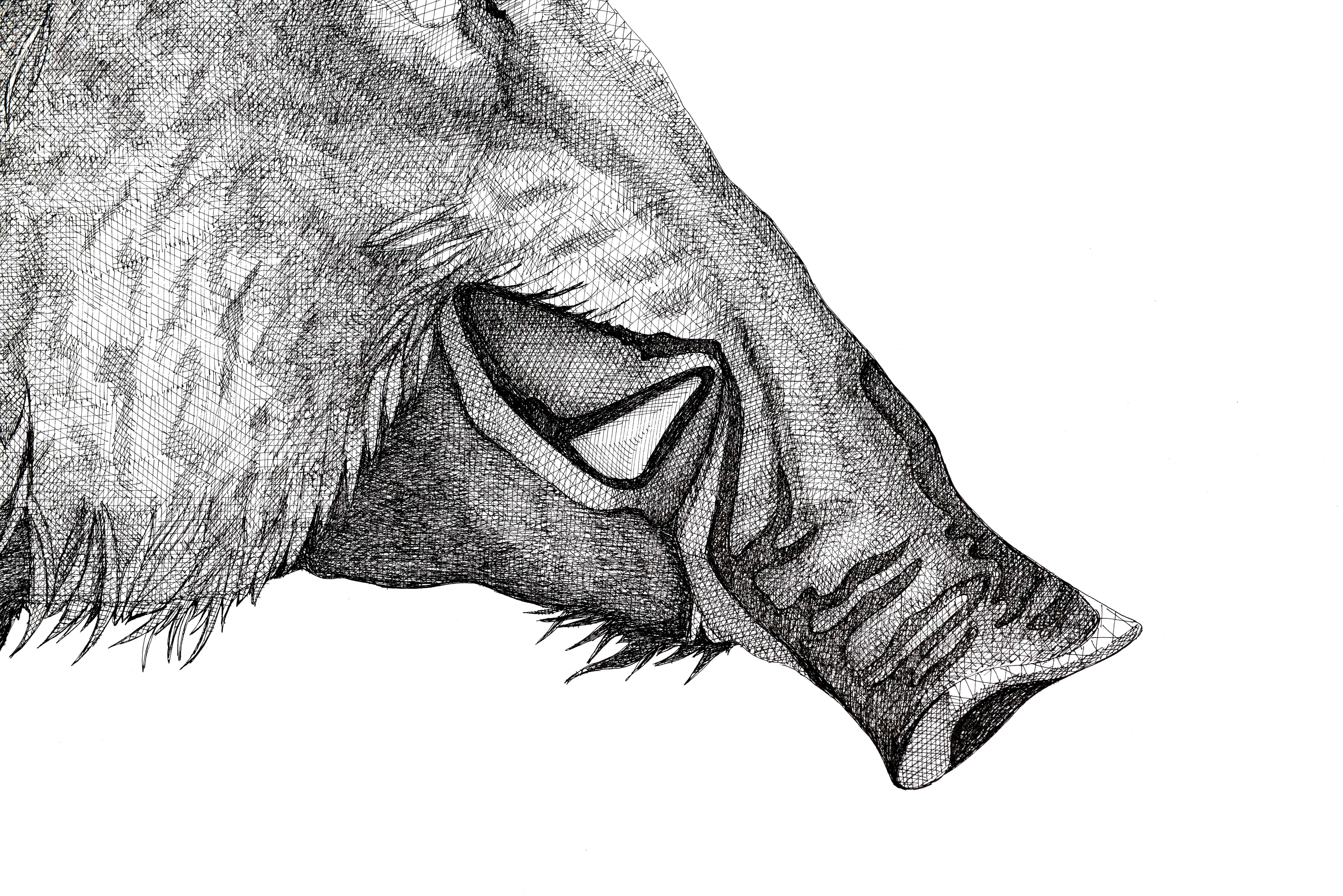 Wildfisch-Statant (Alte Meister), Art, von Arianna Fioratti Loreto