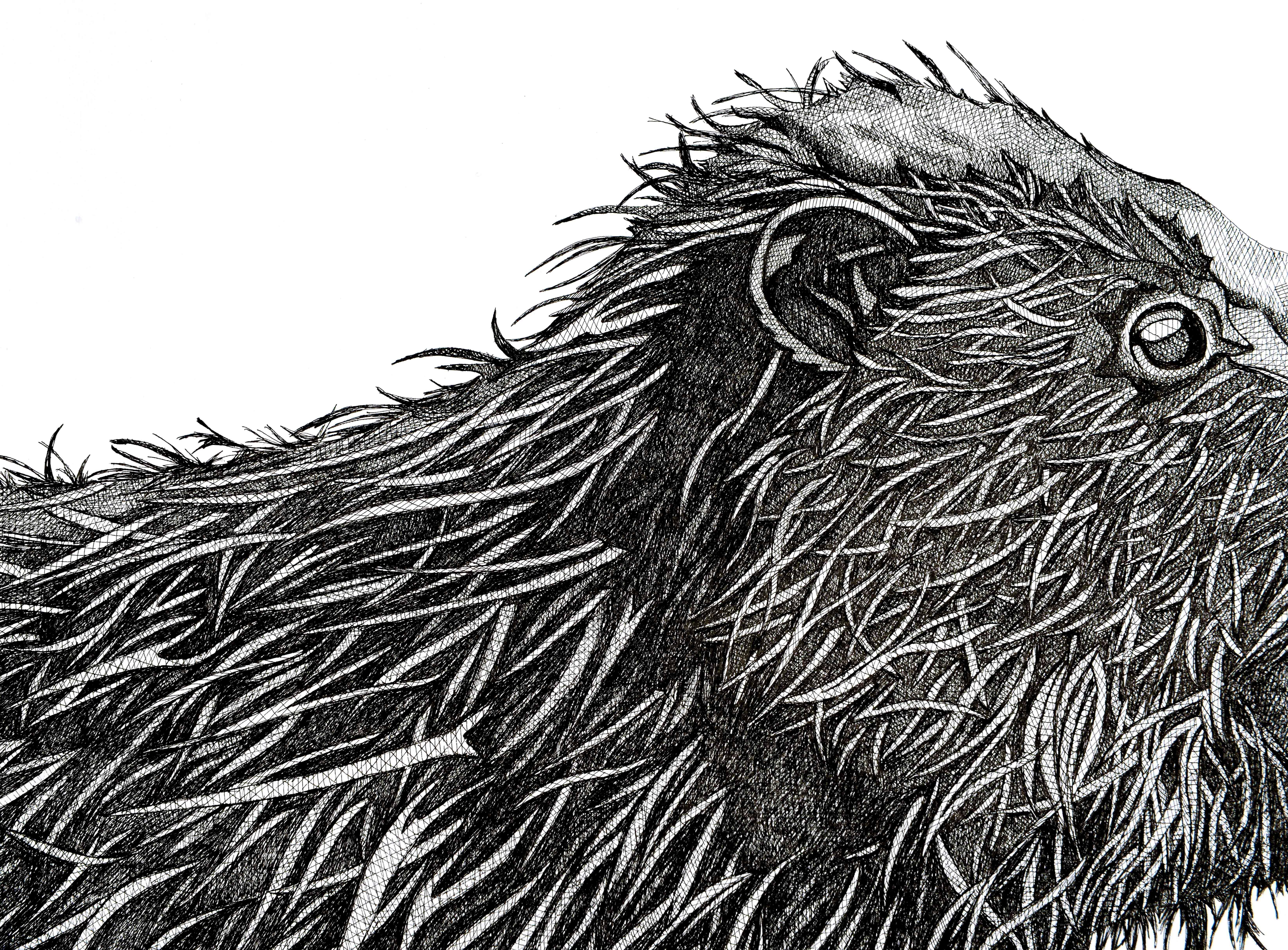 Biber (Schwarz), Animal Art, von Arianna Fioratti Loreto