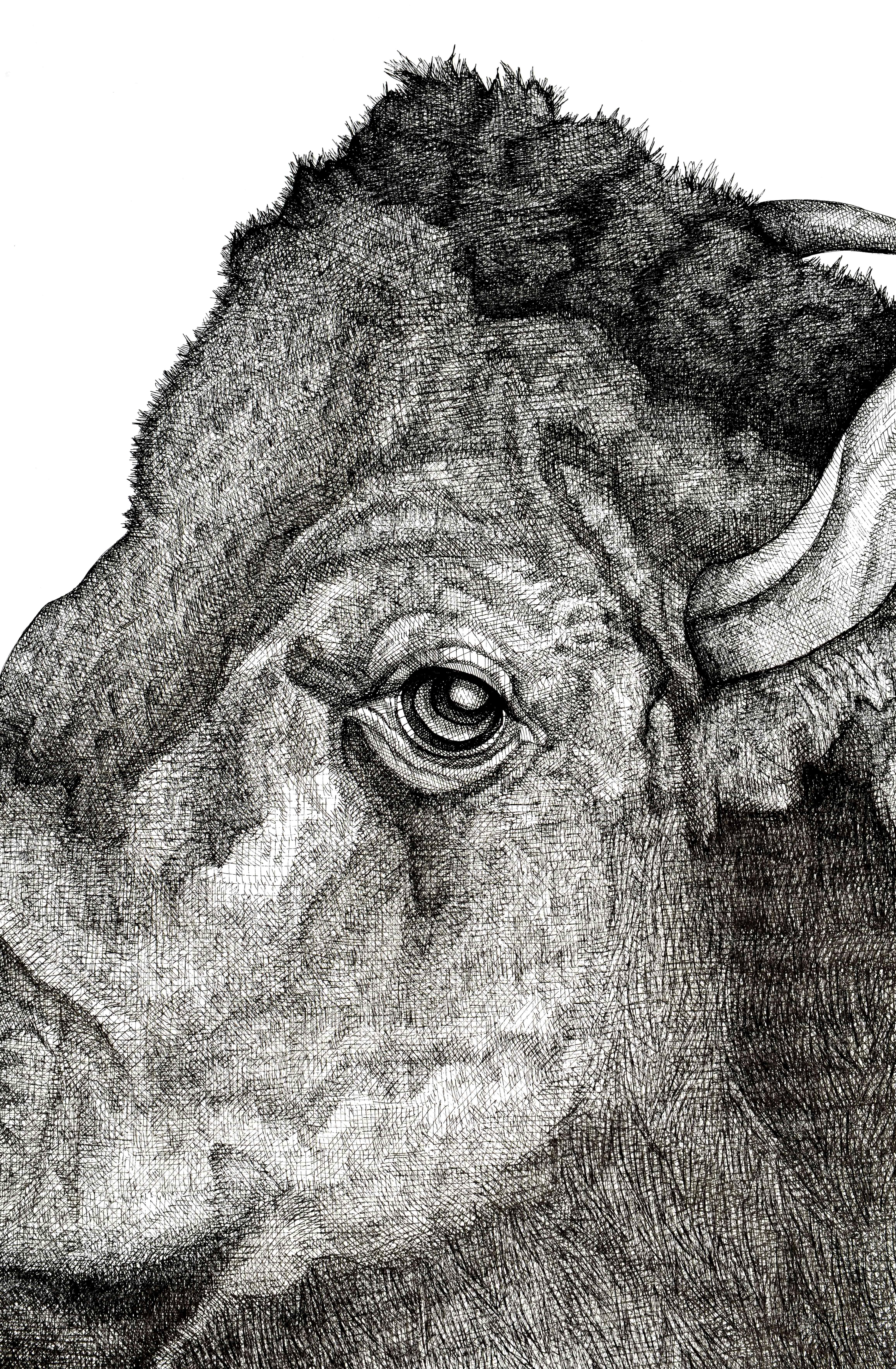 Bison – Art von Arianna Fioratti Loreto