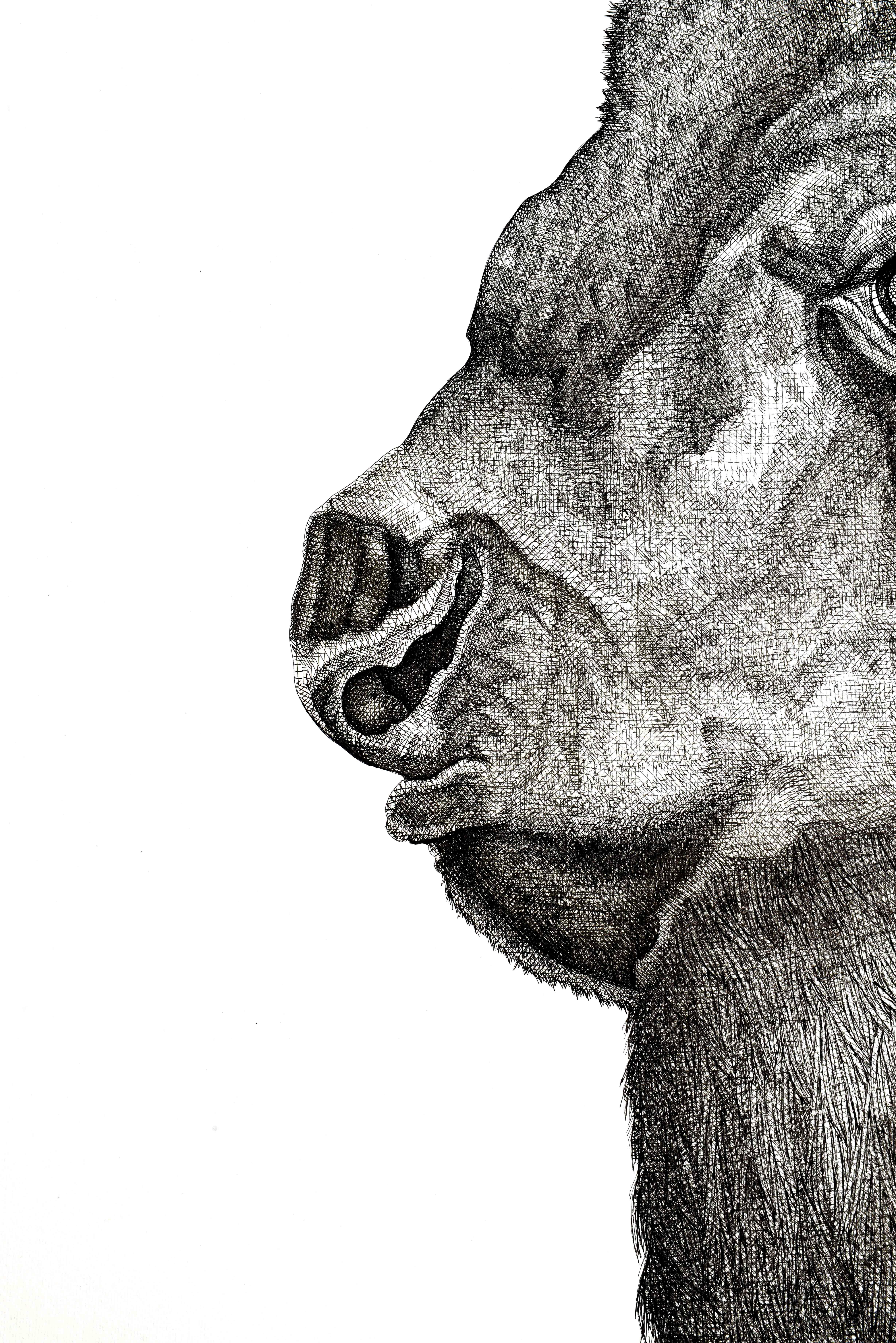 Bison (Alte Meister), Art, von Arianna Fioratti Loreto